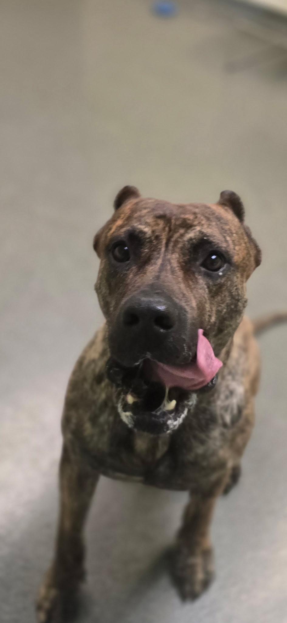 Da Vinci, Adoptable, Young Male Presa Canario.