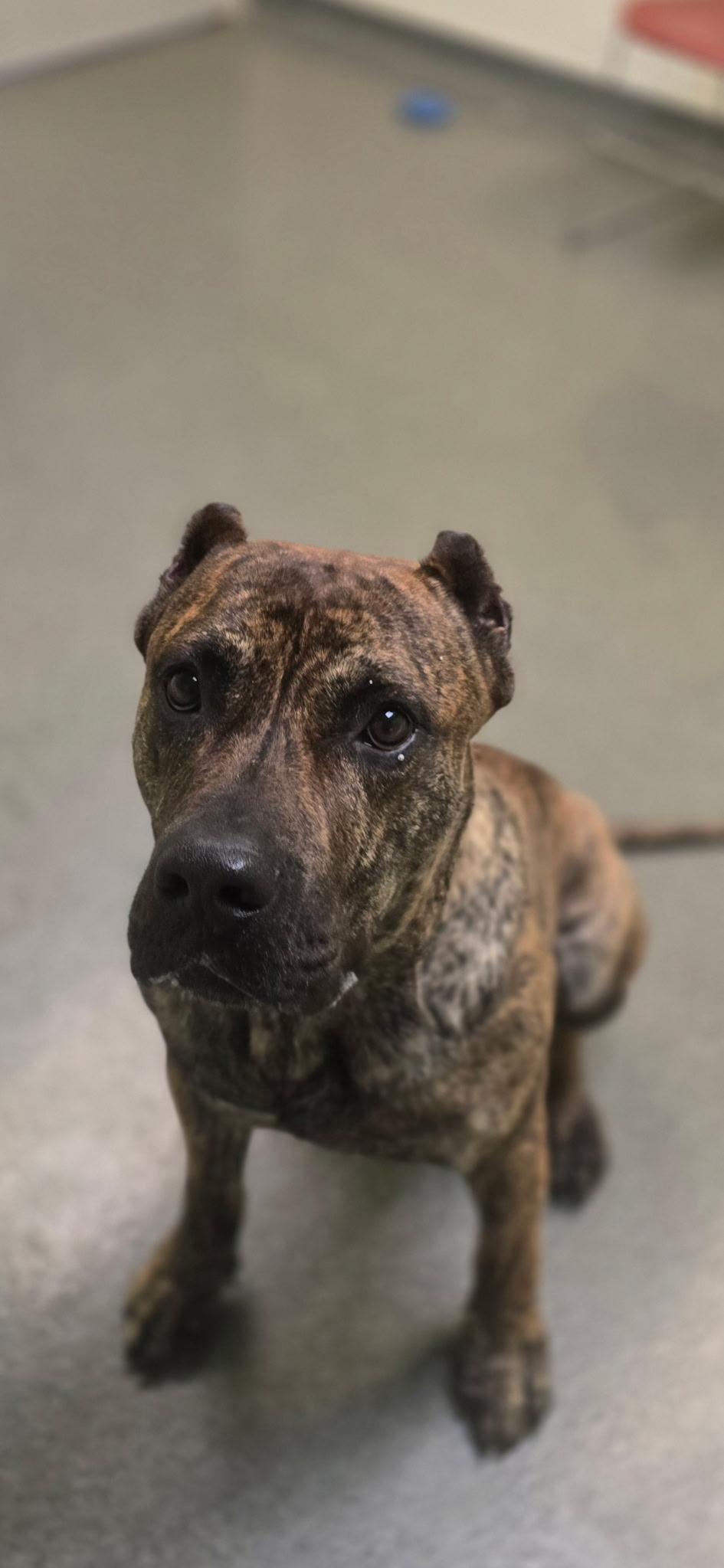 Enlarge Da Vinci, a Adoptable mixed breed in Mount Pleasant, MI image 2/3