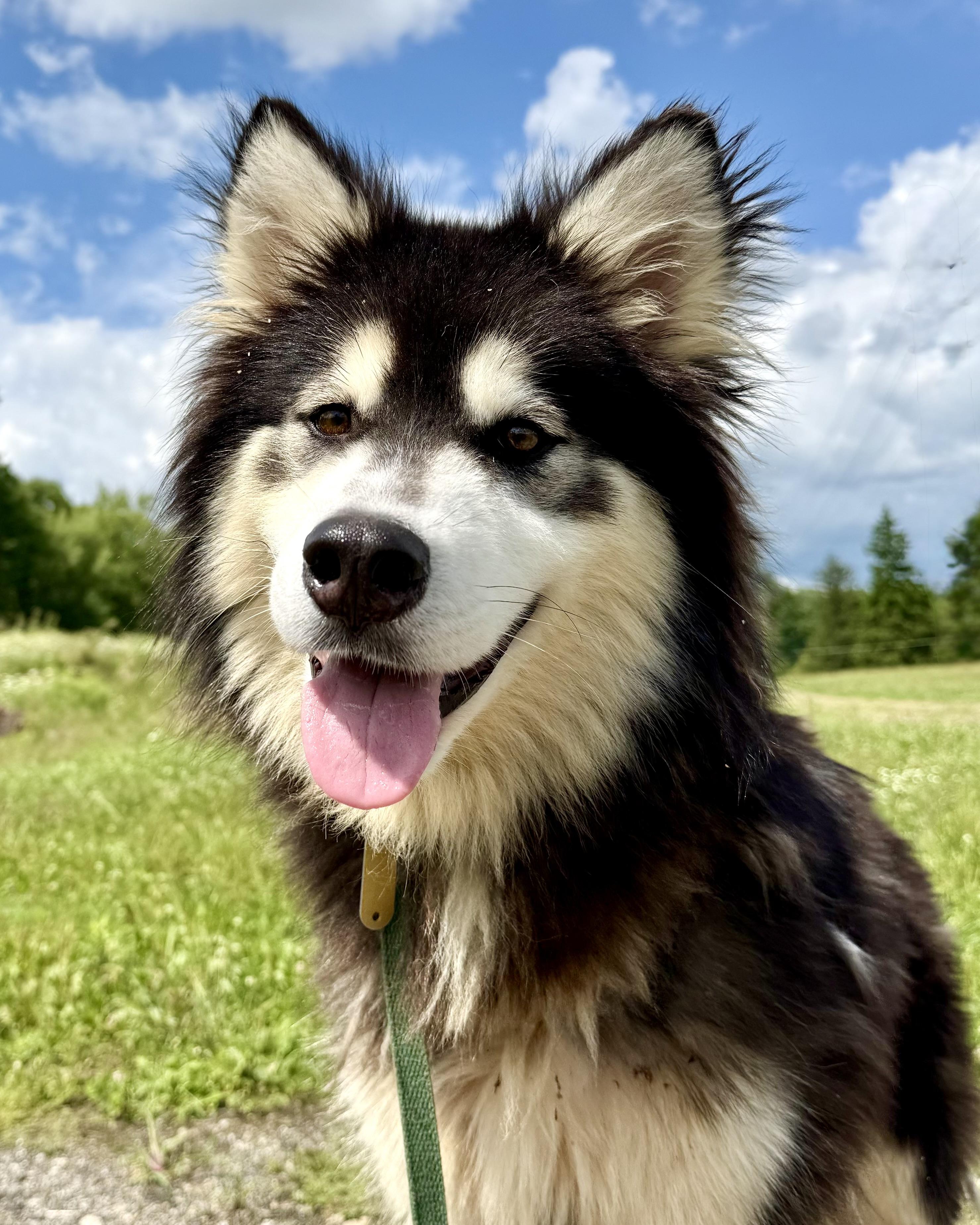 Enlarge DOMINO, a ADOPTABLE Alaskan Malamute in Ashland, OH image 1/1