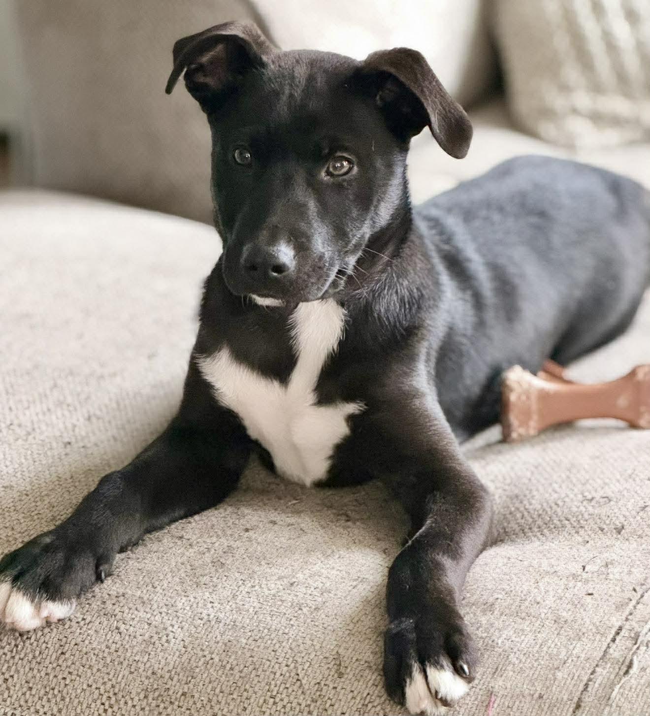 LUCKY, Adoptable, Puppy Male German Shepherd Dog.