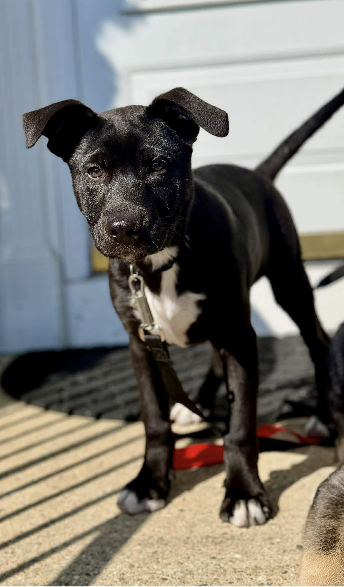LUCKY, a Adoptable German Shepherd Dog in Pomfret Center, CT image 3/3