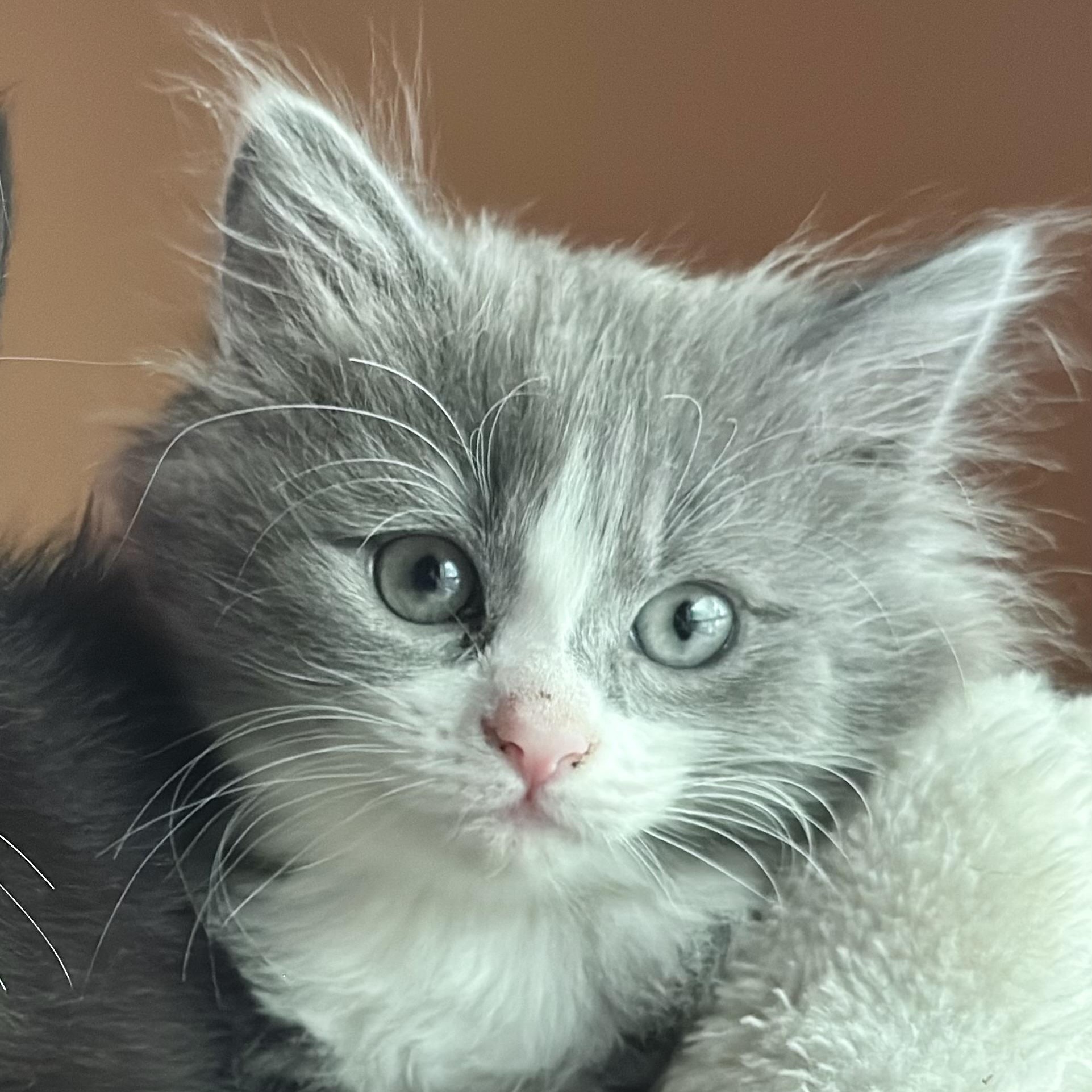 Storm, adopted, Kitten Female Domestic Short Hair.