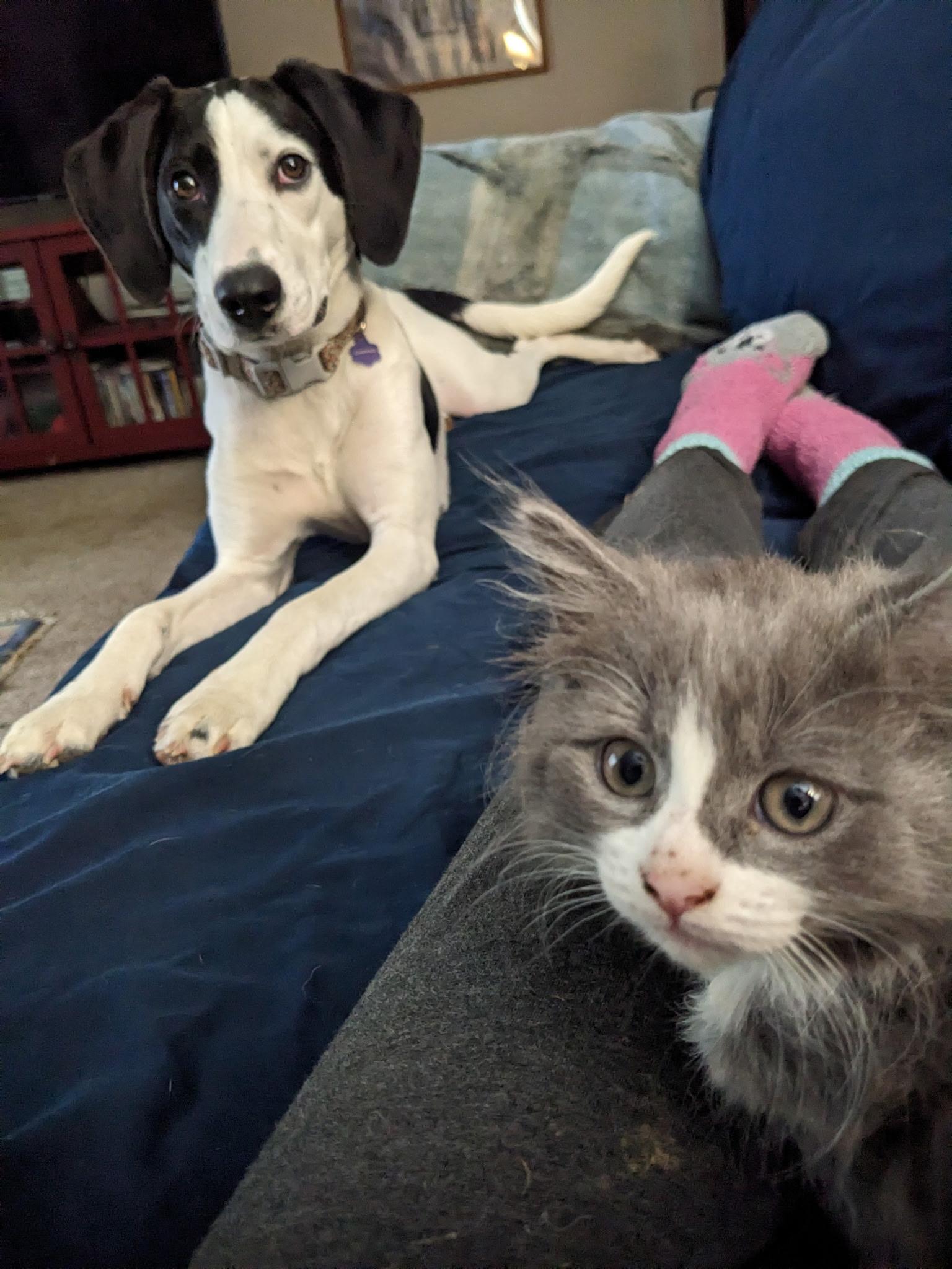 Storm, an adopted mixed breed in Richmond, VA image 4/5