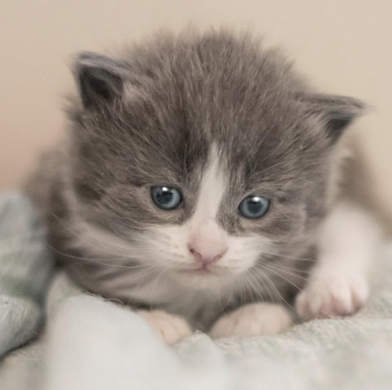 Storm, an adopted mixed breed in Richmond, VA image 3/5