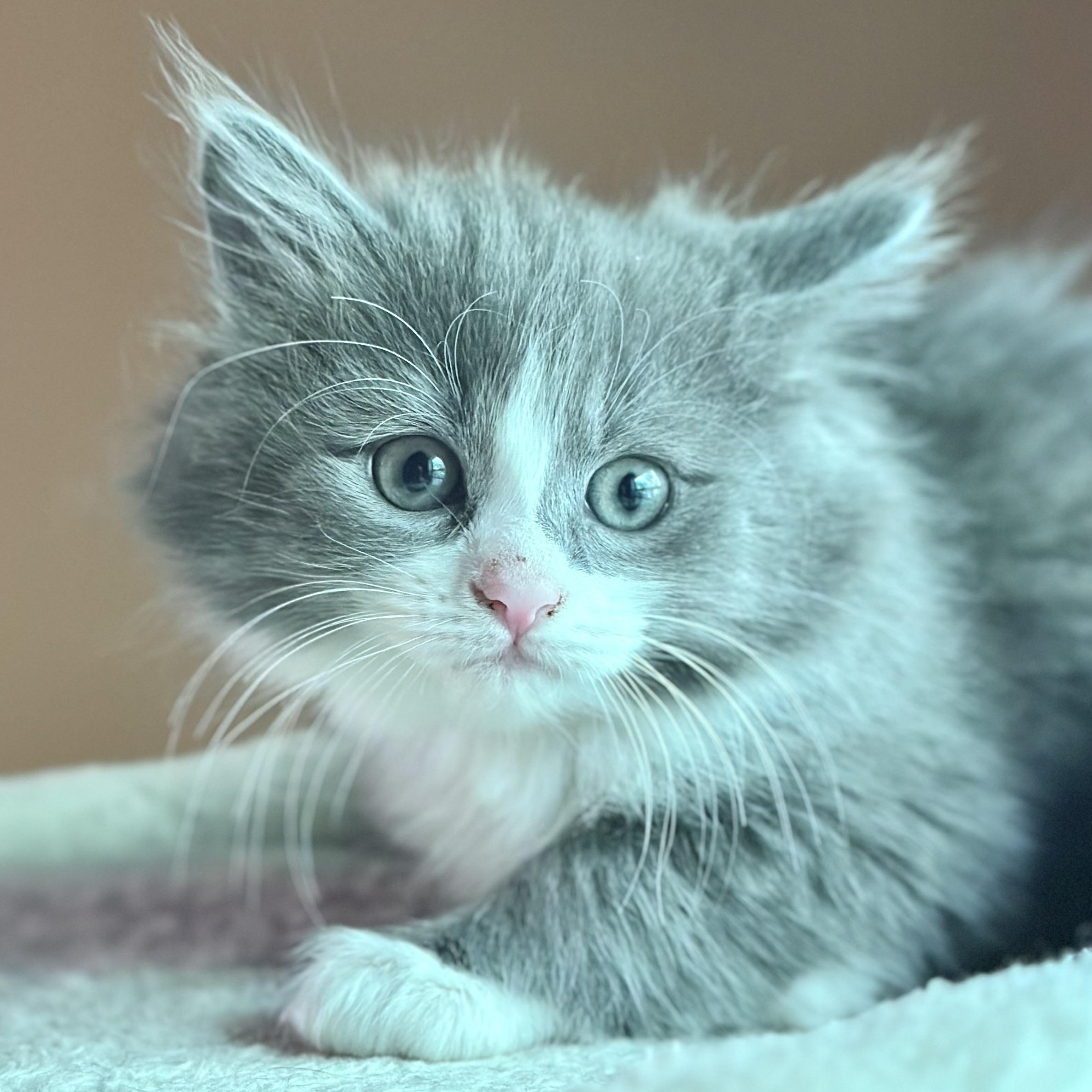 Storm, an adopted mixed breed in Richmond, VA image 5/5