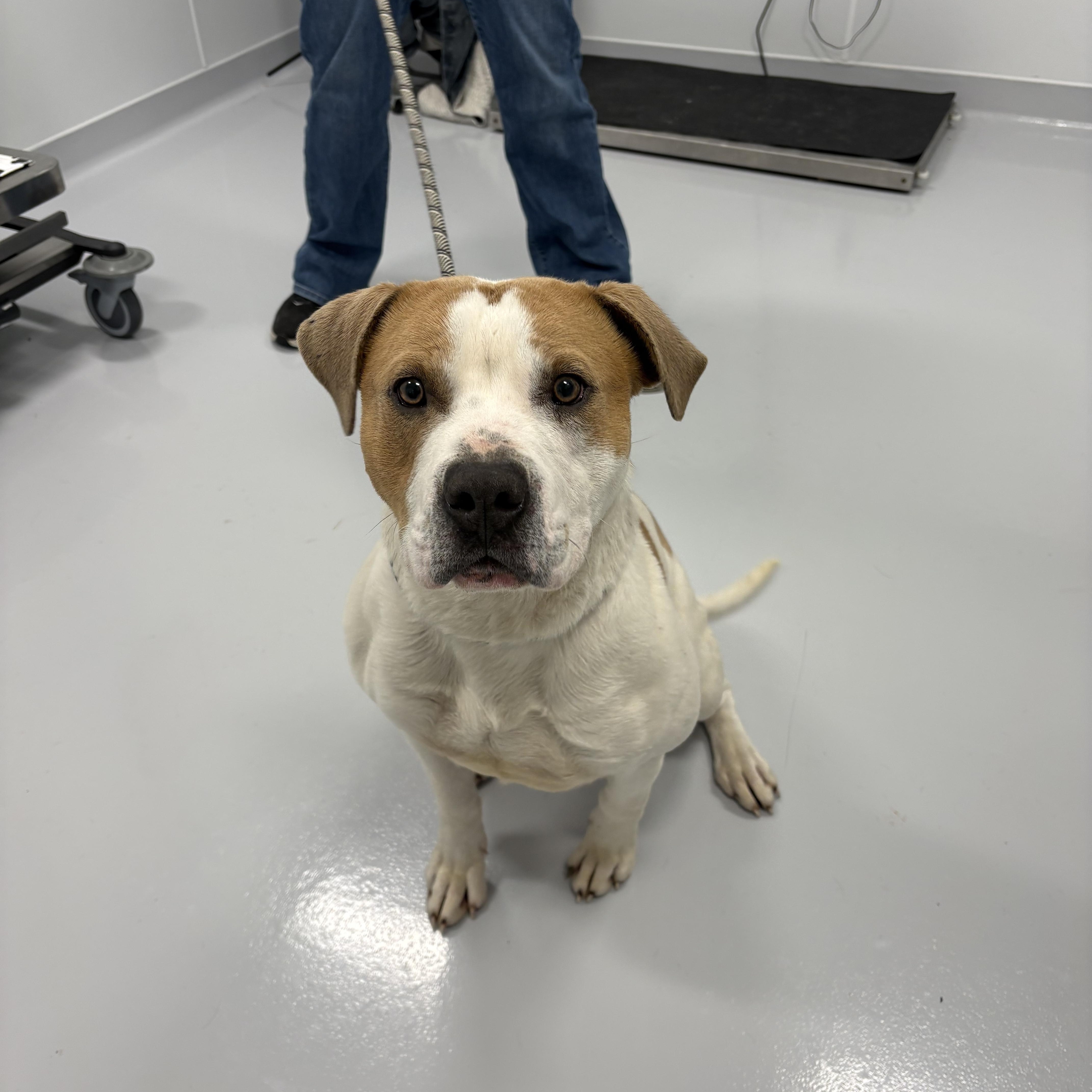 Enlarge Bernie, a ADOPTABLE mixed breed in Kankakee, IL image 1/2