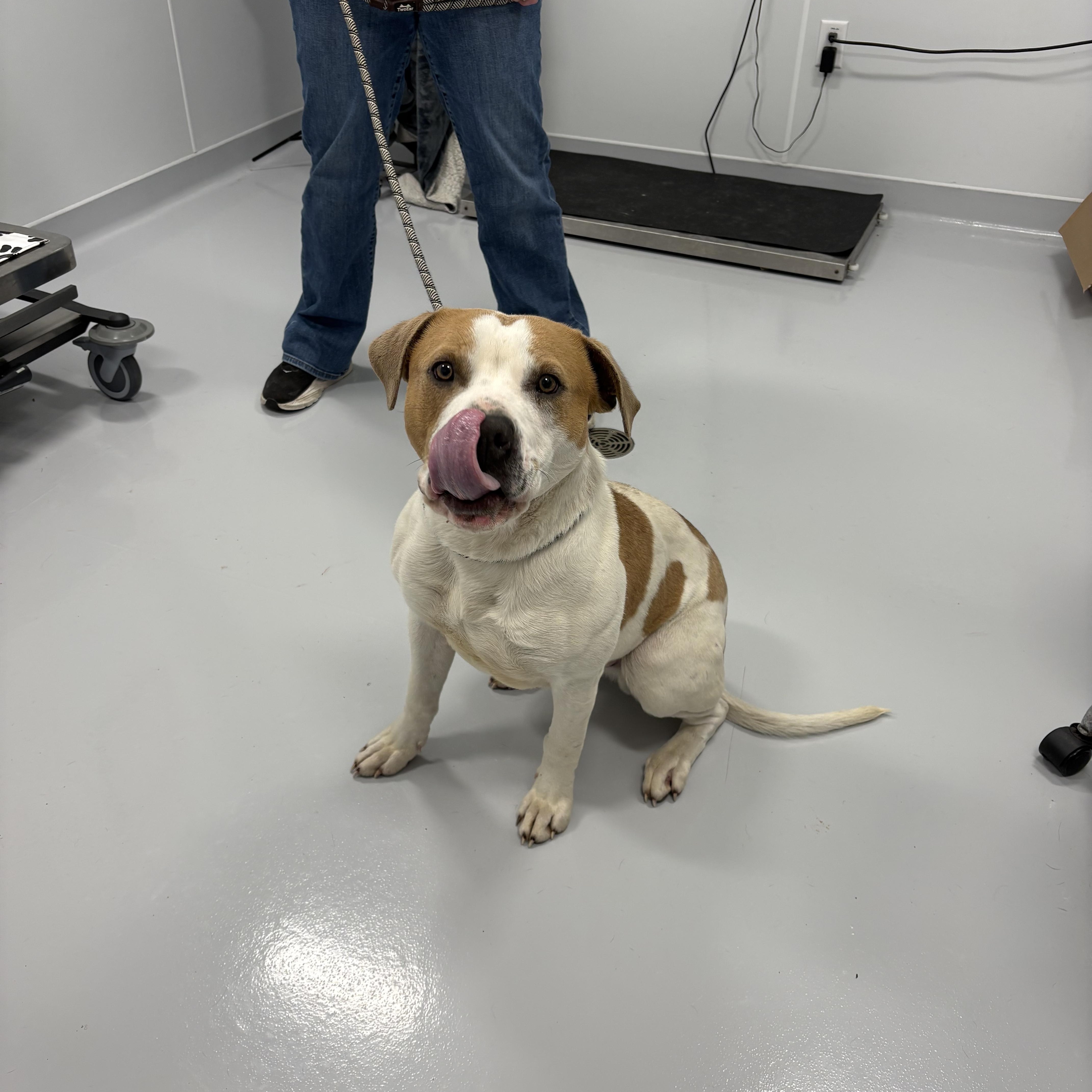 Enlarge Bernie, a ADOPTABLE mixed breed in Kankakee, IL image 2/2