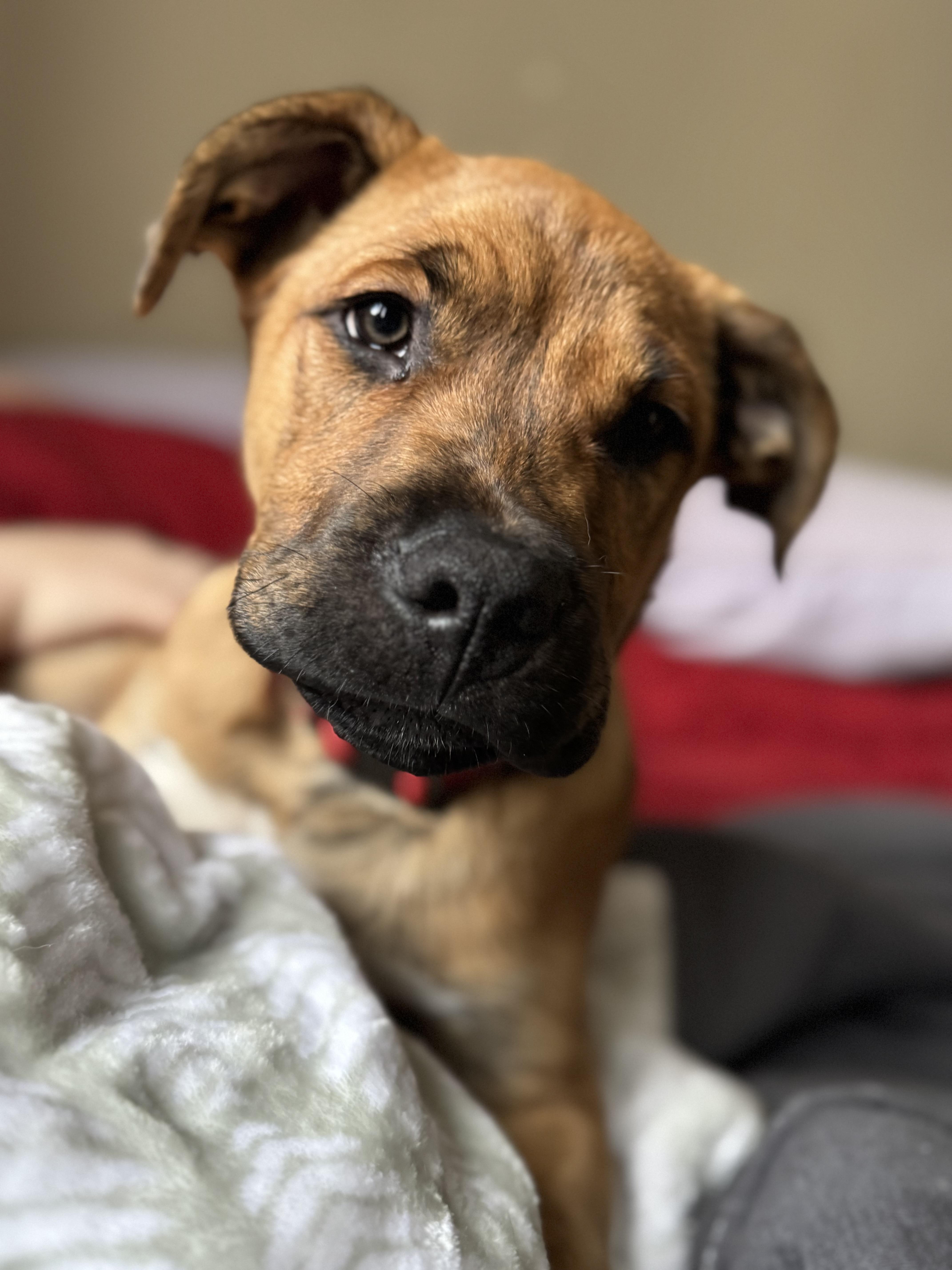 Griffin, Adopted, Adult Male Boxer.