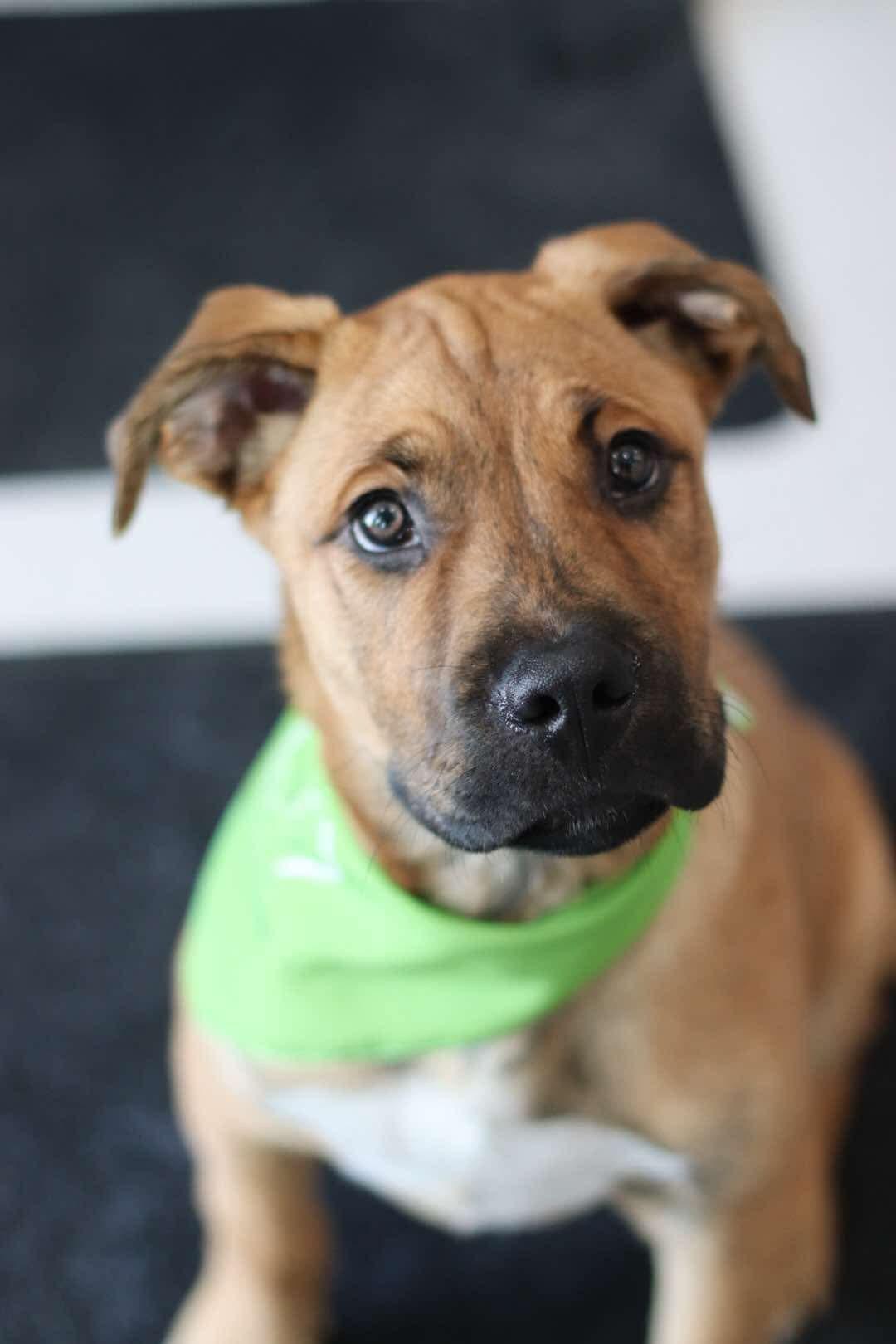 Enlarge Griffin, a Adopted mixed breed in Steinbach, MB image 2/6