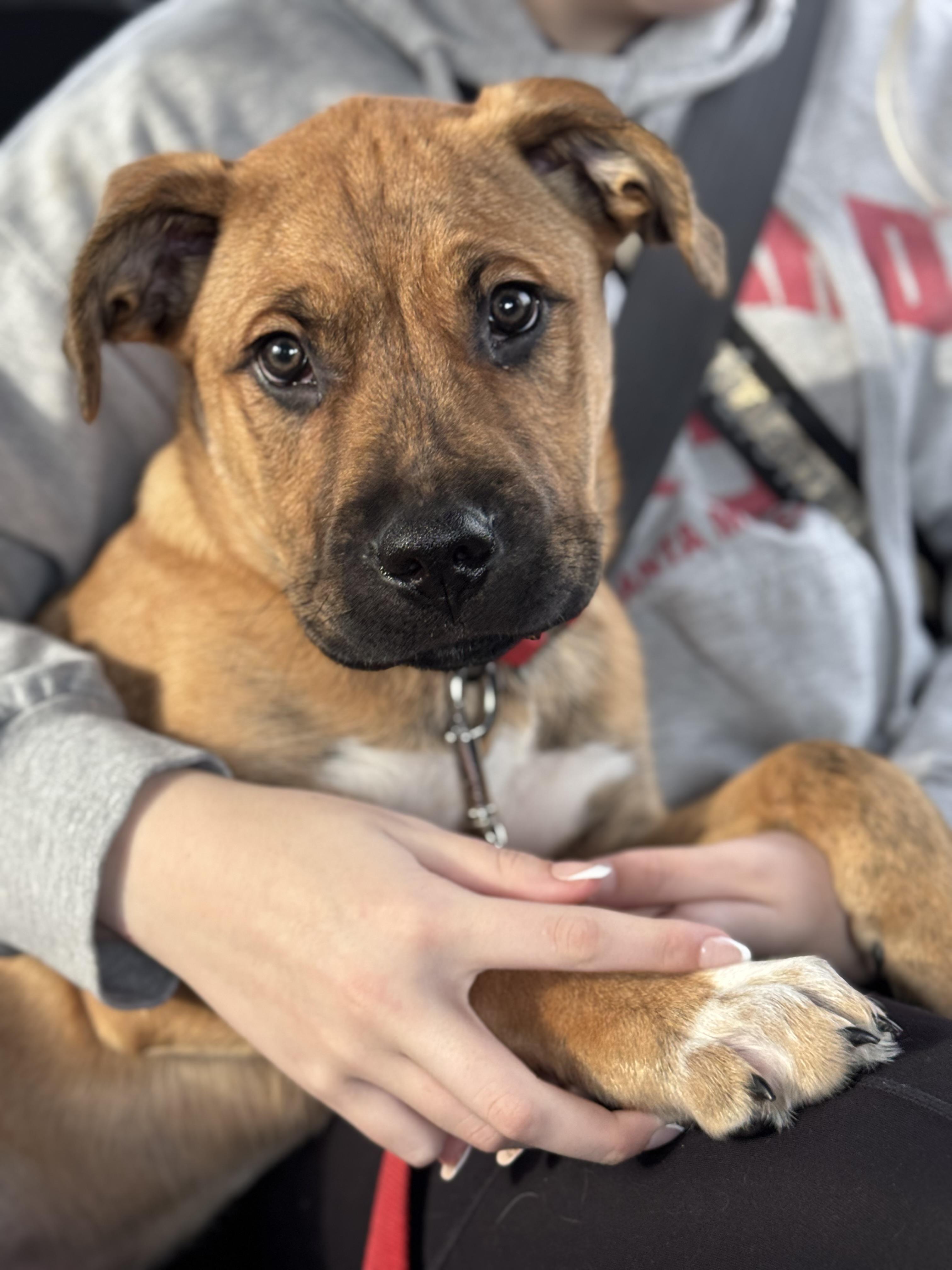 Enlarge Griffin, a Adopted mixed breed in Steinbach, MB image 3/6