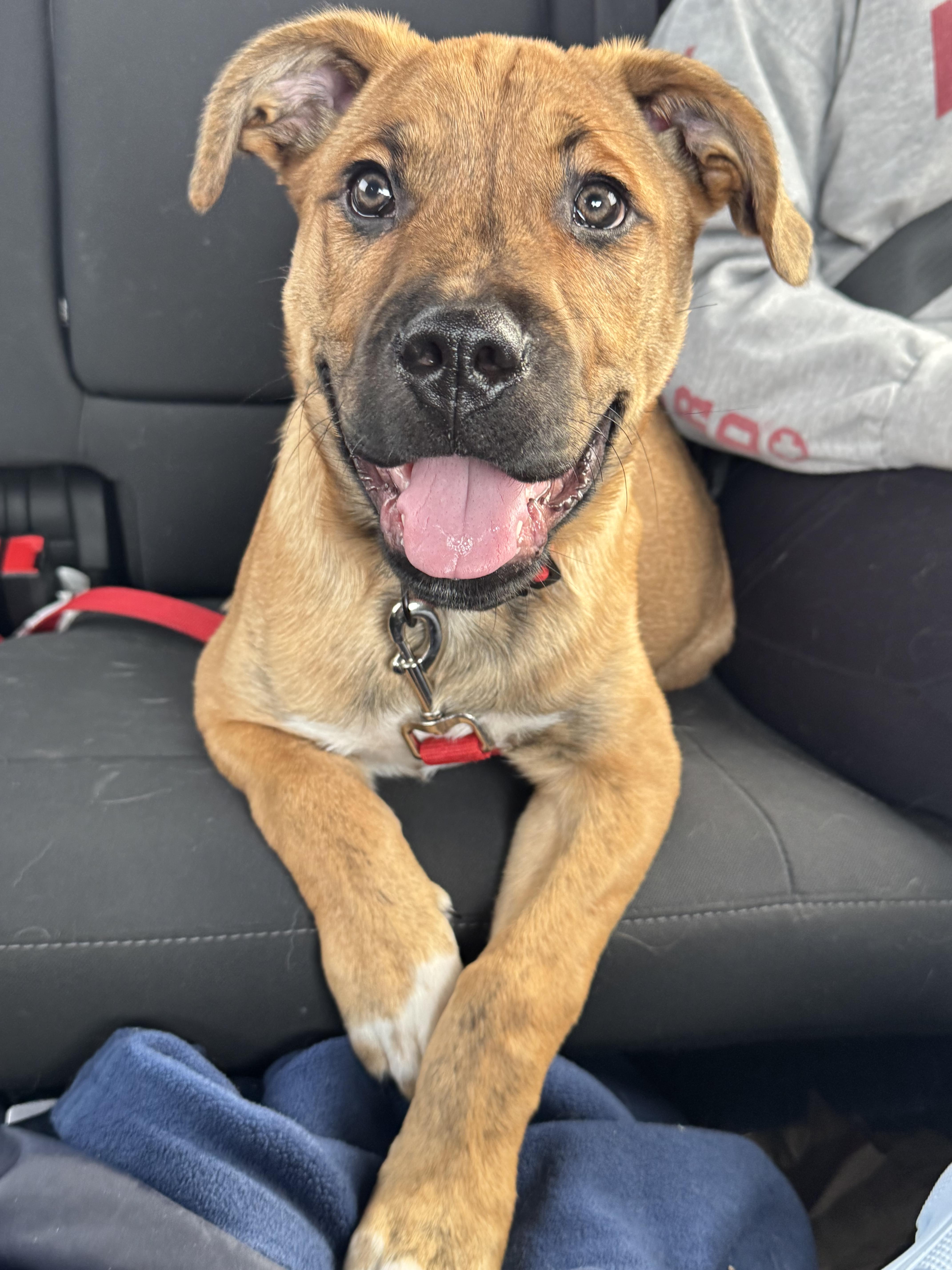 Enlarge Griffin, a Adopted mixed breed in Steinbach, MB image 6/6