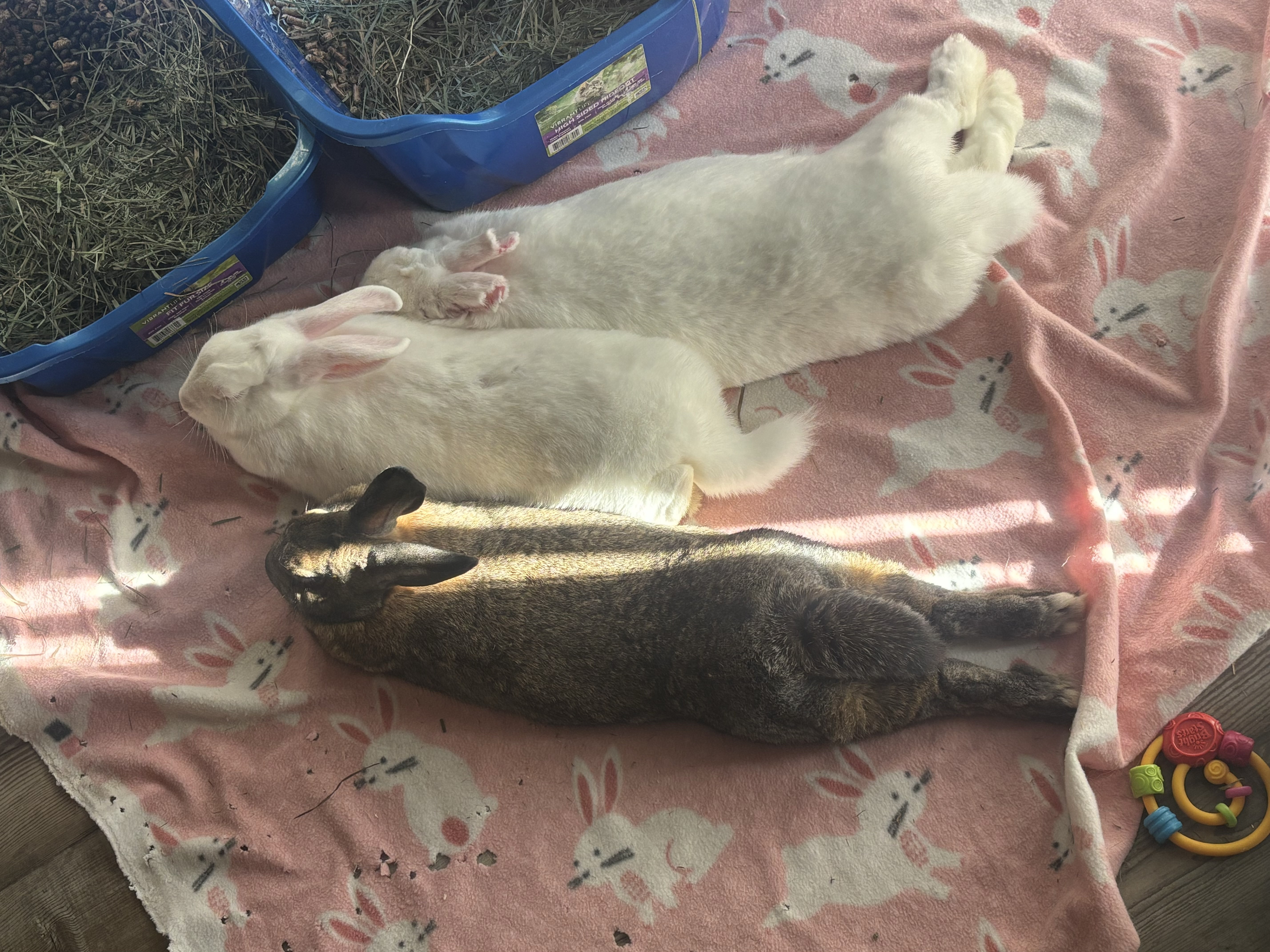 Augusta, Eliza & Angelica, Adoptable, Adult Female American.