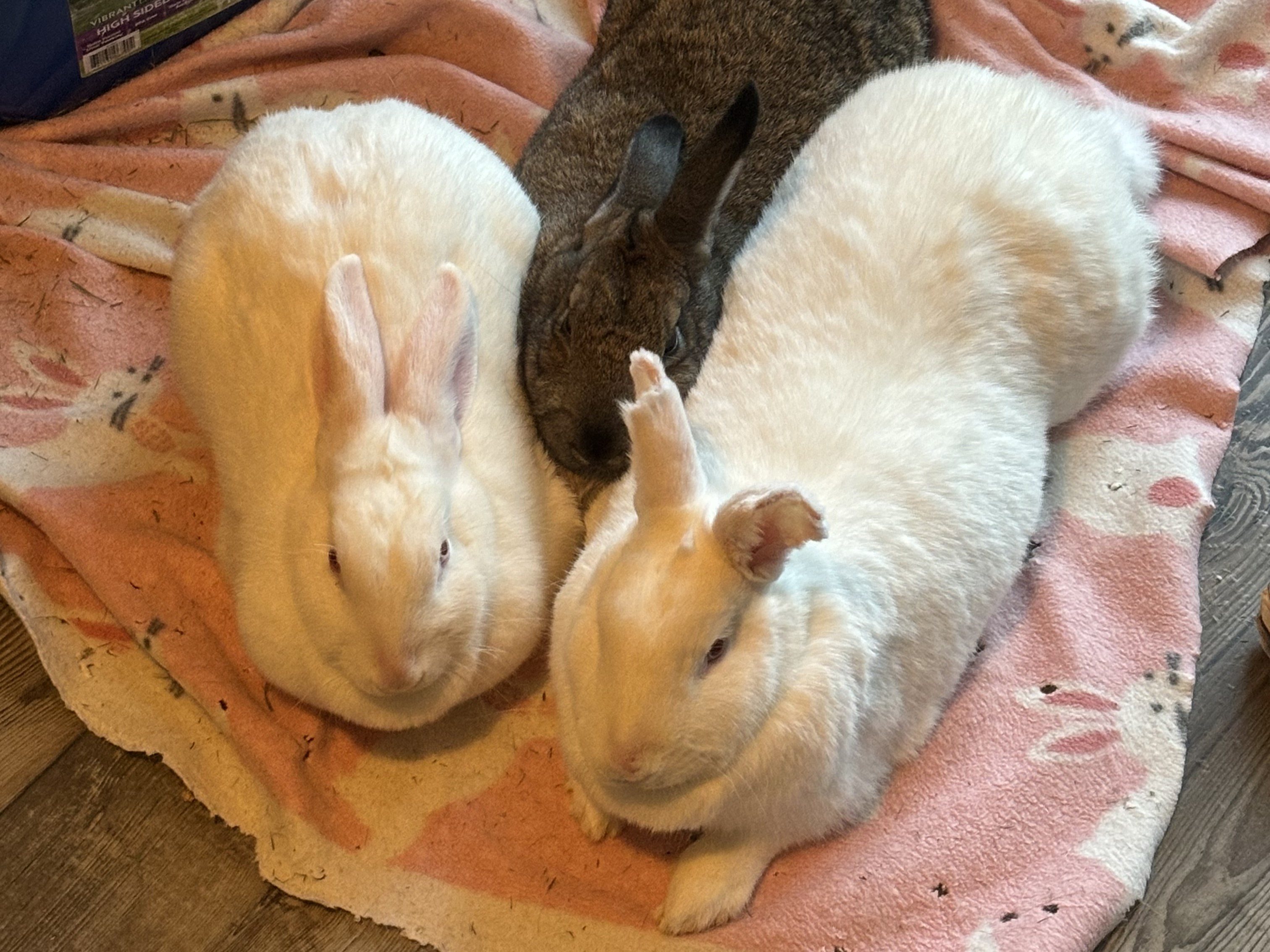 Augusta, Eliza & Angelica, a Adoptable American in Lee's Summit, MO image 2/4