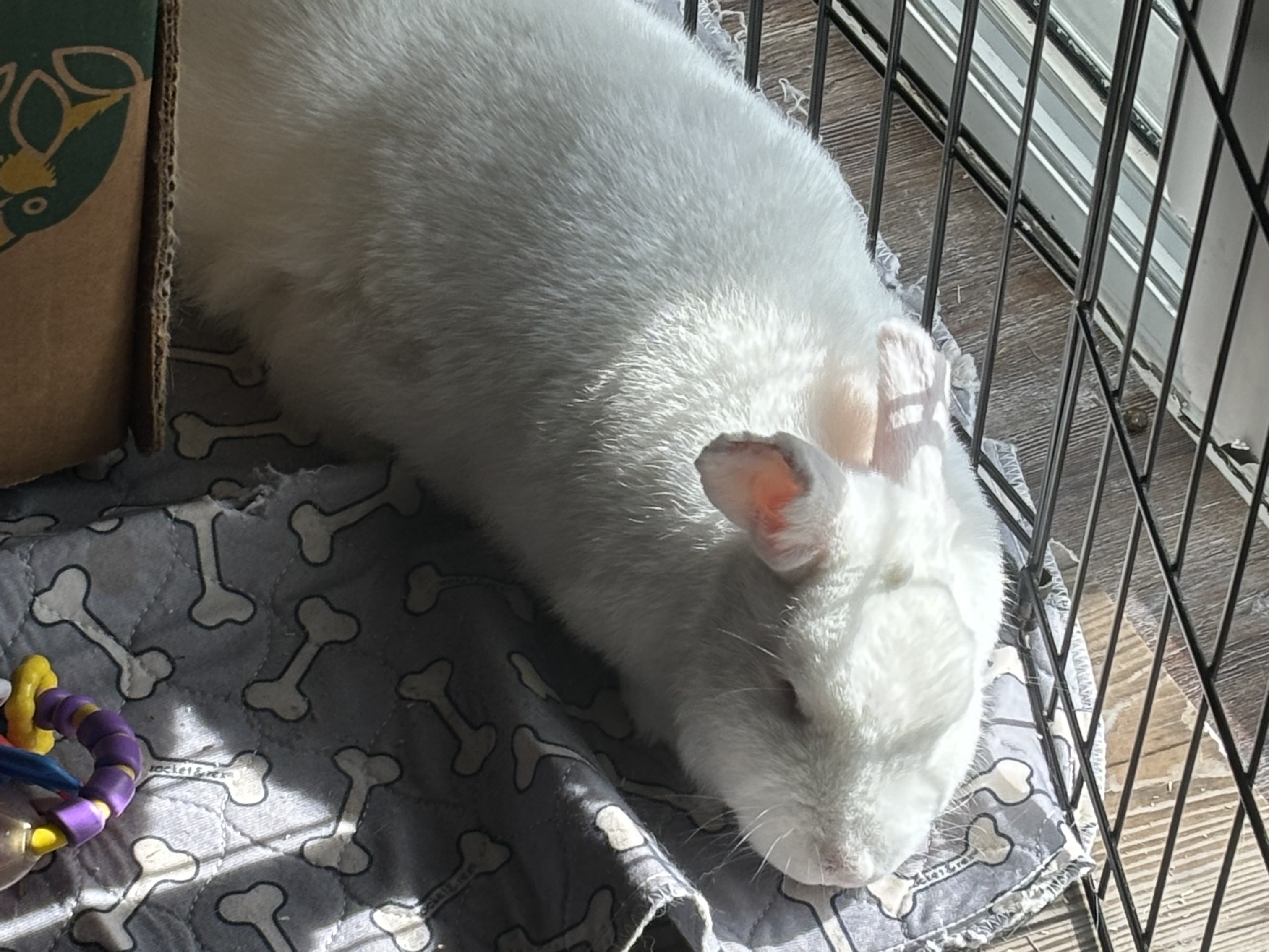 Augusta, Eliza & Angelica, a Adoptable American in Lee's Summit, MO image 3/4