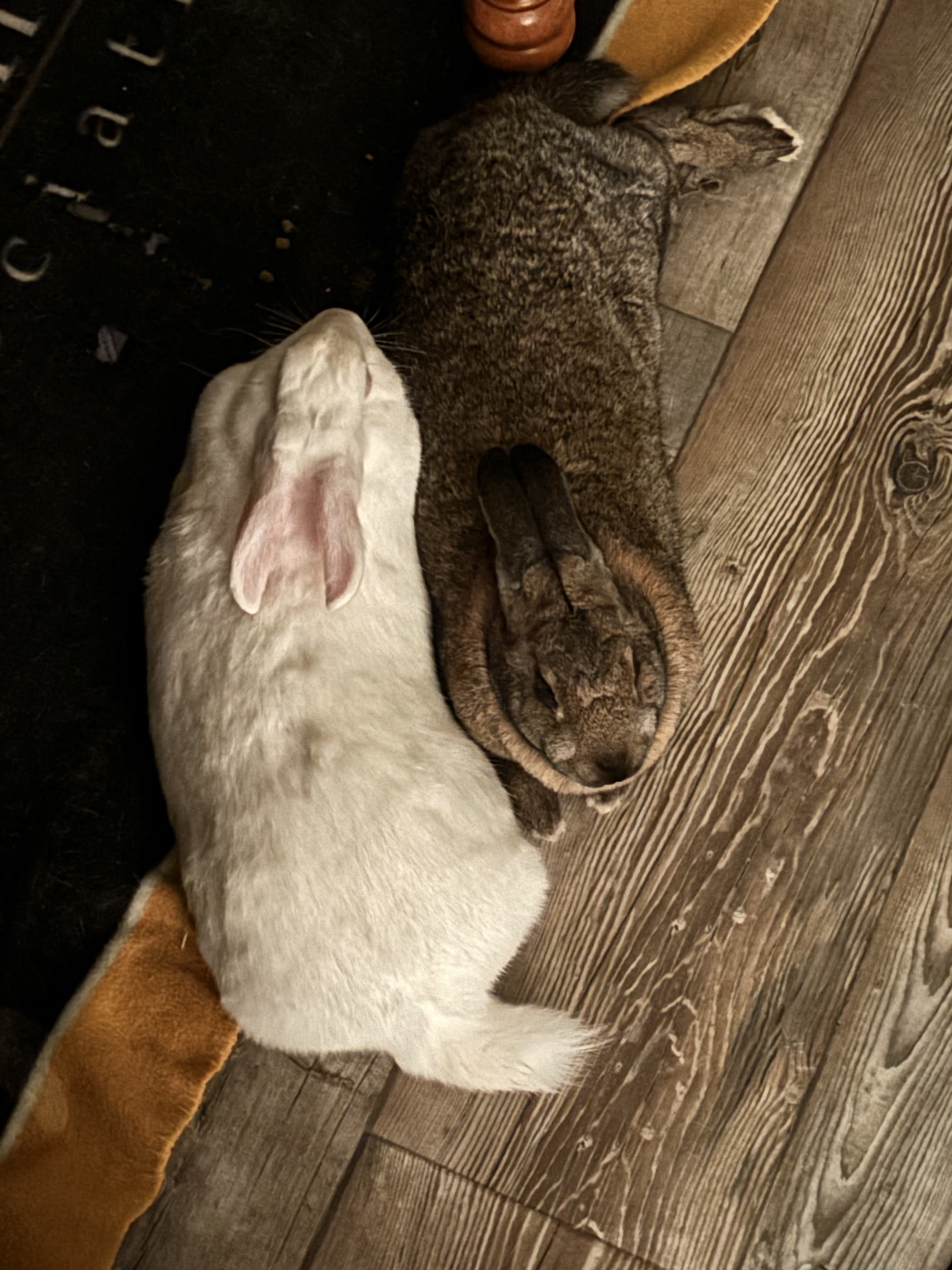 Augusta, Eliza & Angelica, a Adoptable American in Lee's Summit, MO image 4/4