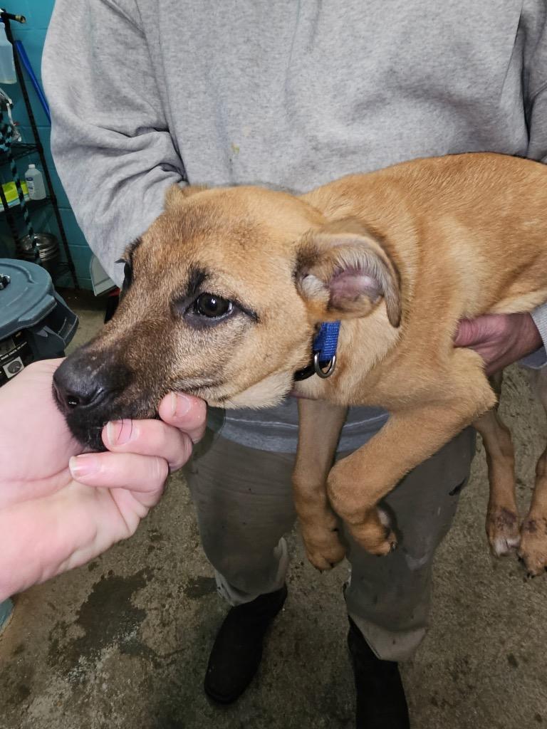 Enlarge sky, a Adoptable mixed breed in Lafayette, TN image 1/1