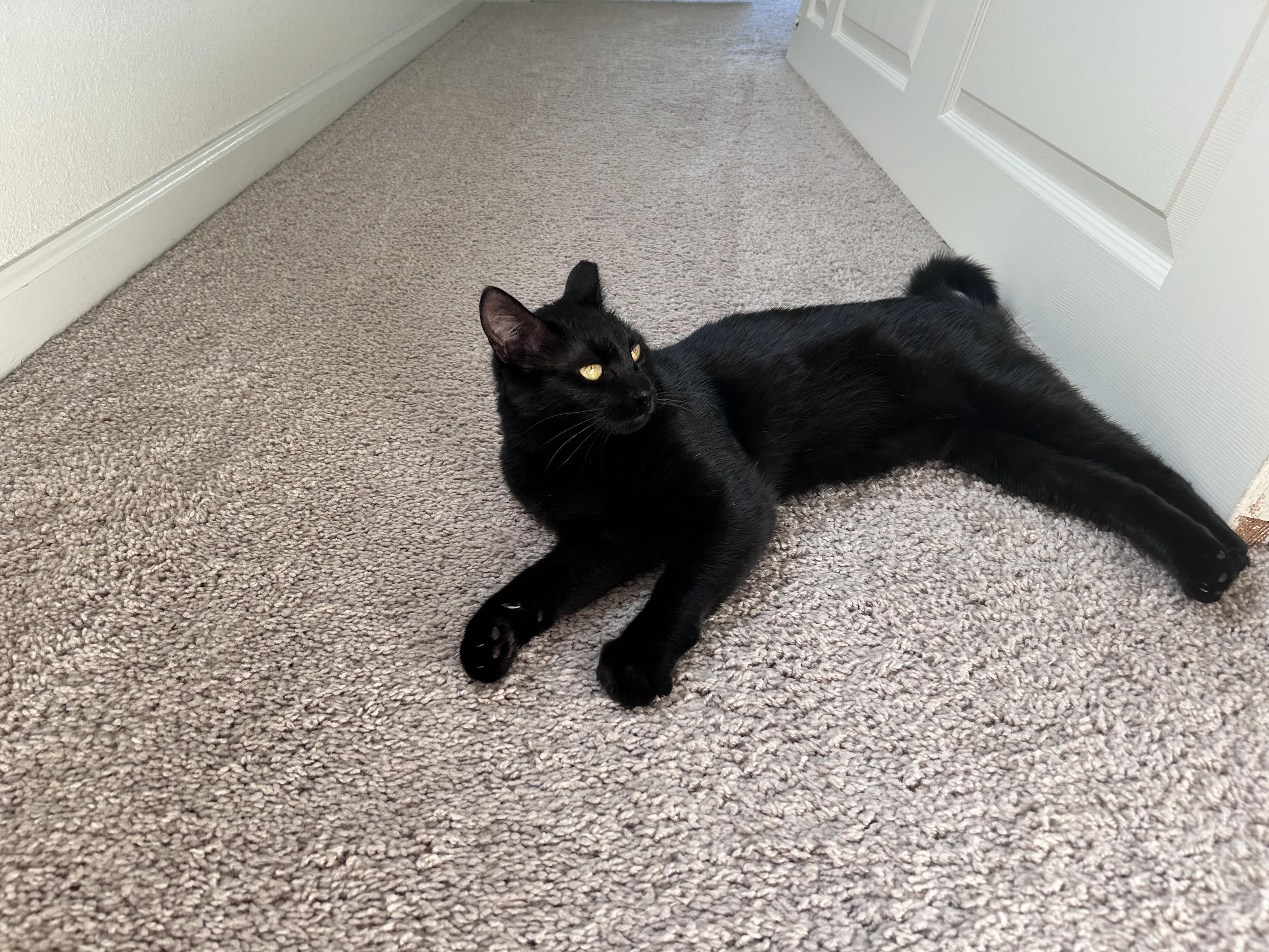 Lyra, a Adoptable Domestic Short Hair in San Francisco, CA image 2/3