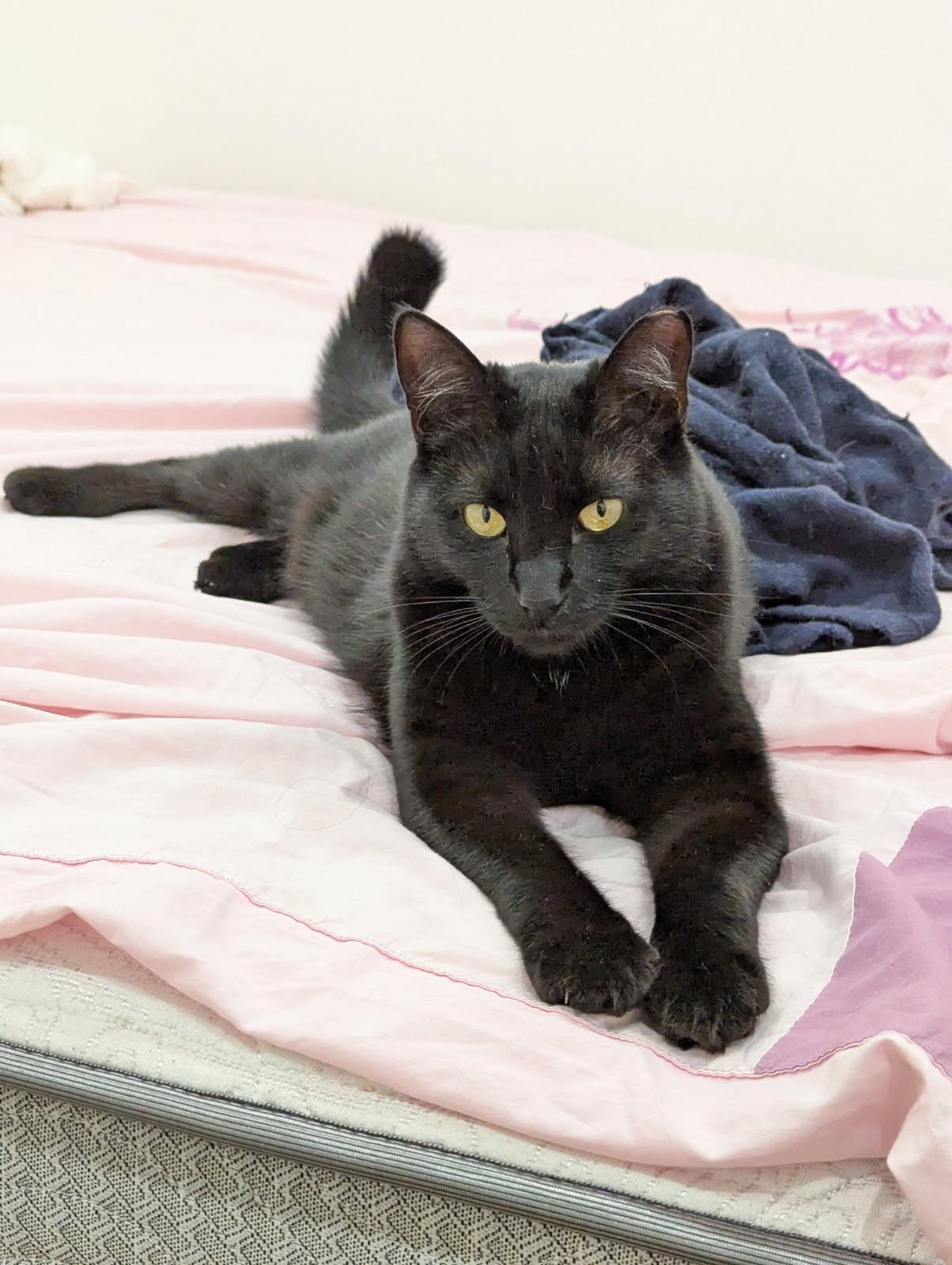 Lyra, Adoptable, Young Female Domestic Short Hair.