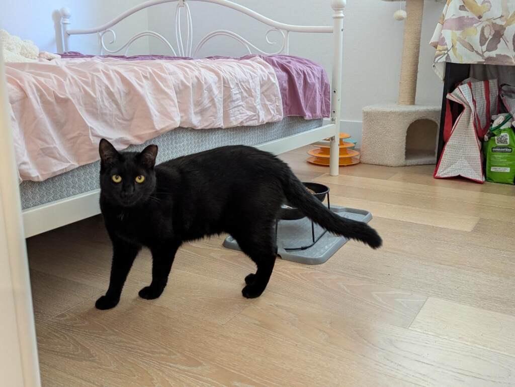 Enlarge Lyra, a Adoptable Domestic Short Hair in San Francisco, CA image 2/5