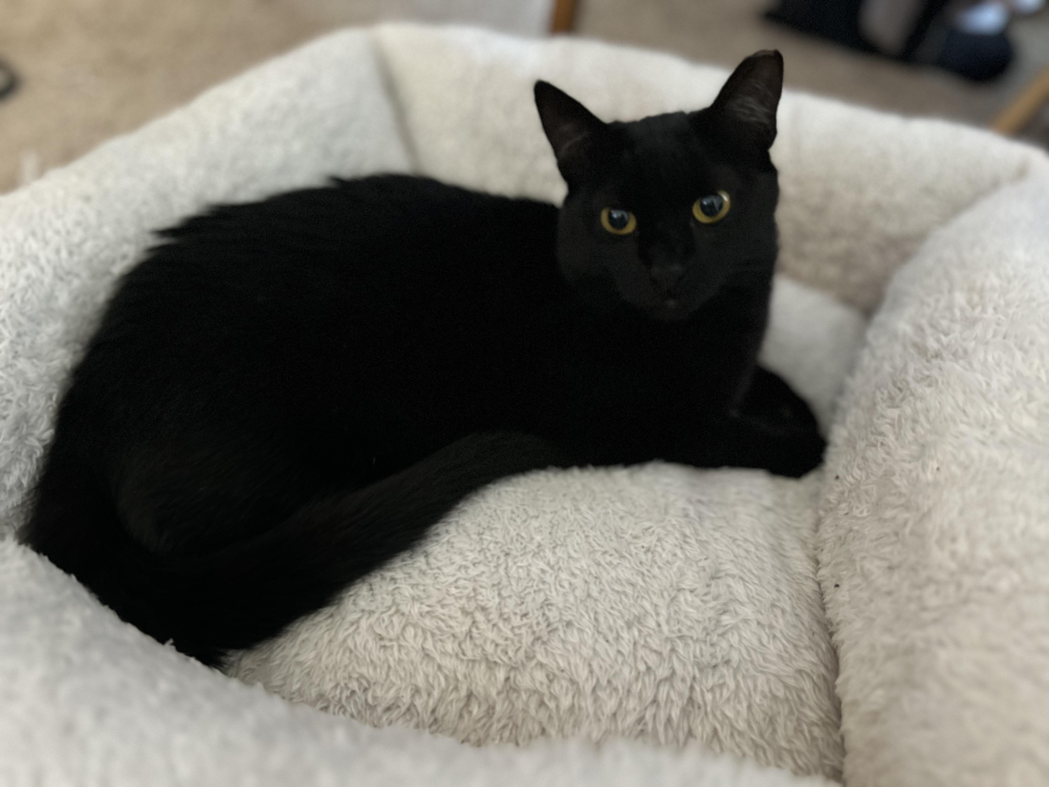 Lyra, Adoptable, Young Female Domestic Short Hair.