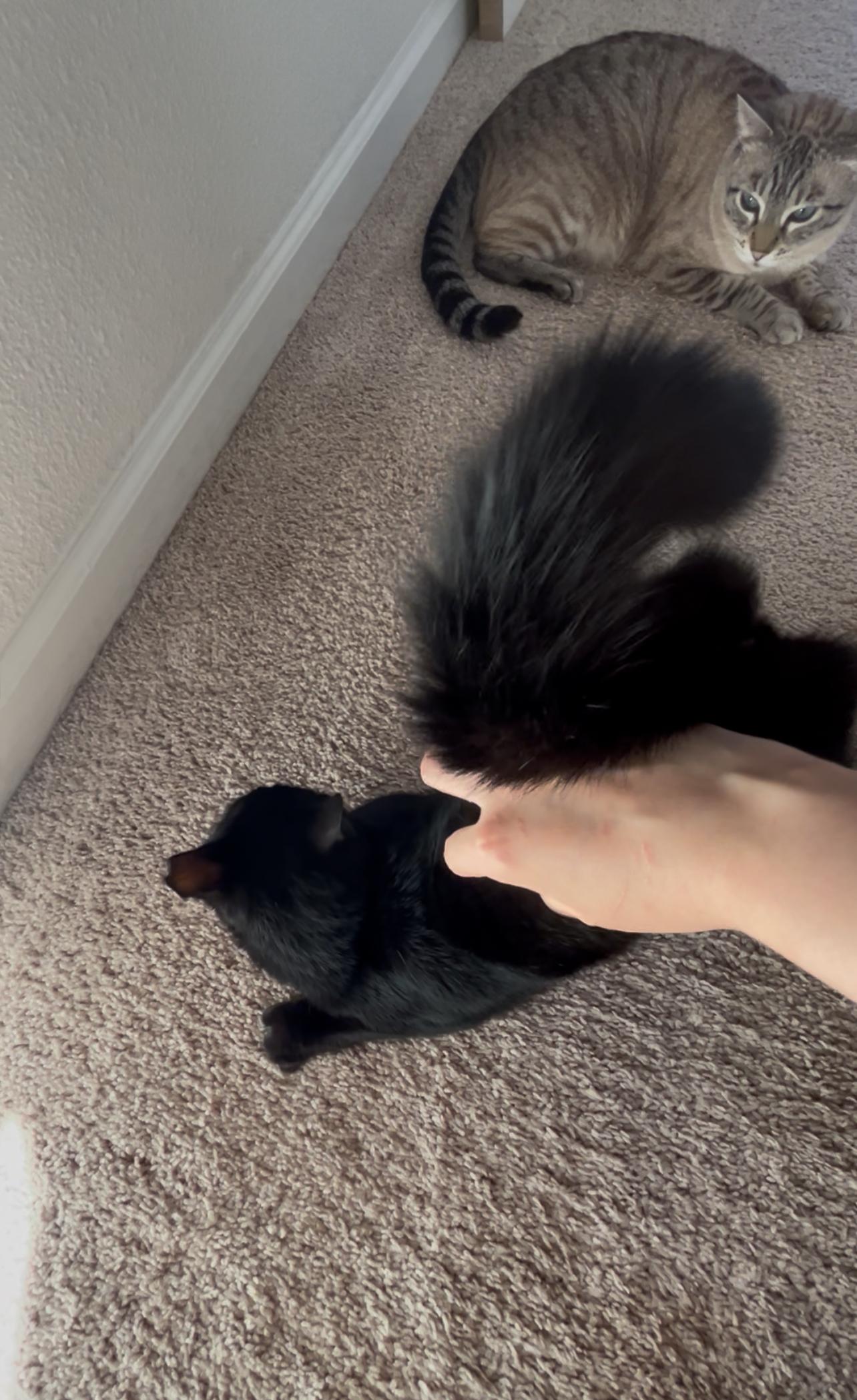 Lyra, a Adoptable Domestic Short Hair in San Francisco, CA image 3/3