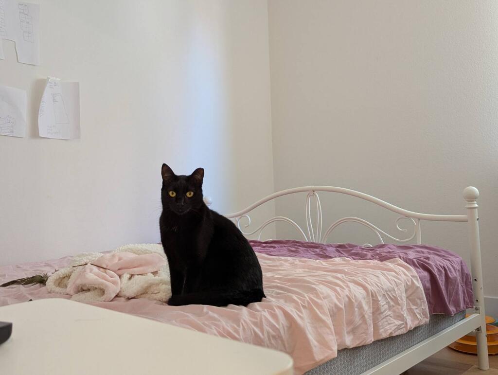 Enlarge Lyra, a Adoptable Domestic Short Hair in San Francisco, CA image 3/5