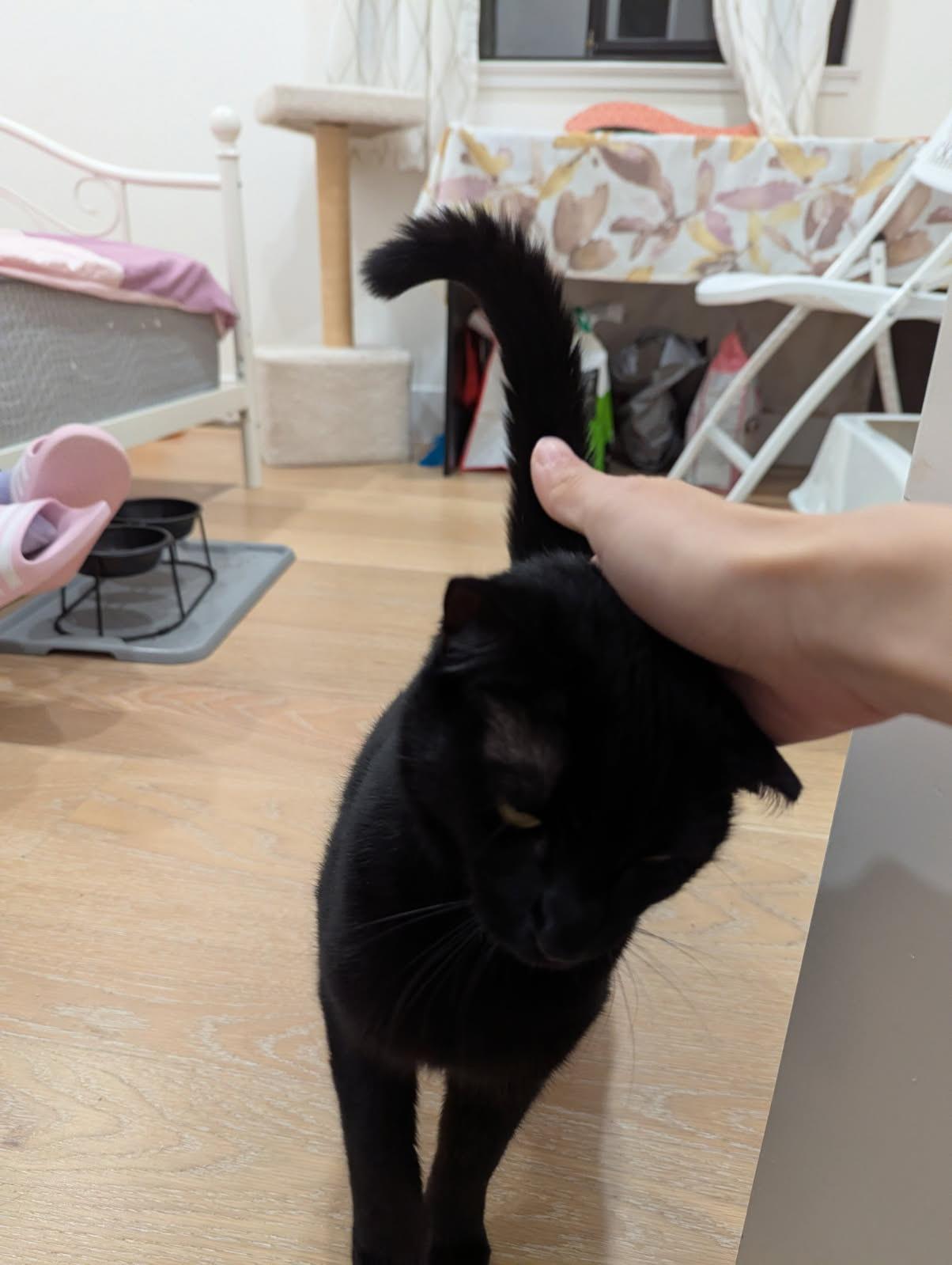 Enlarge Lyra, a Adoptable Domestic Short Hair in San Francisco, CA image 4/5