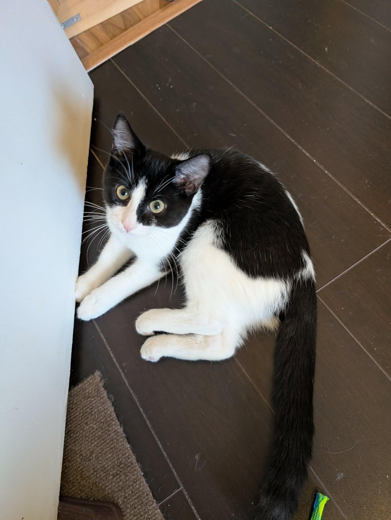 Enlarge SQUIGGLES, a Adopted Domestic Short Hair in Tillsonburg, ON image 3/6