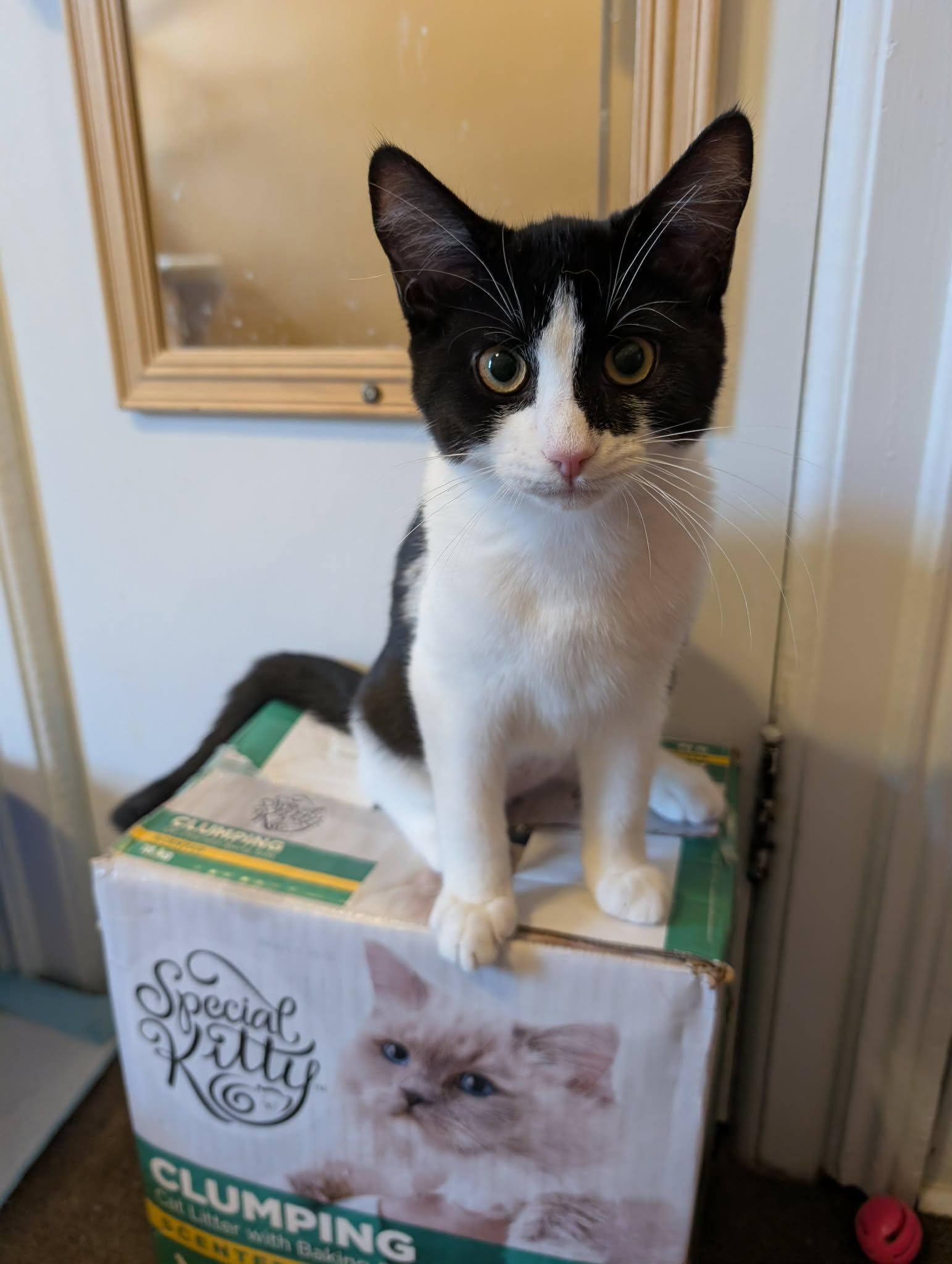 Enlarge SQUIGGLES, a Adopted Domestic Short Hair in Tillsonburg, ON image 2/6