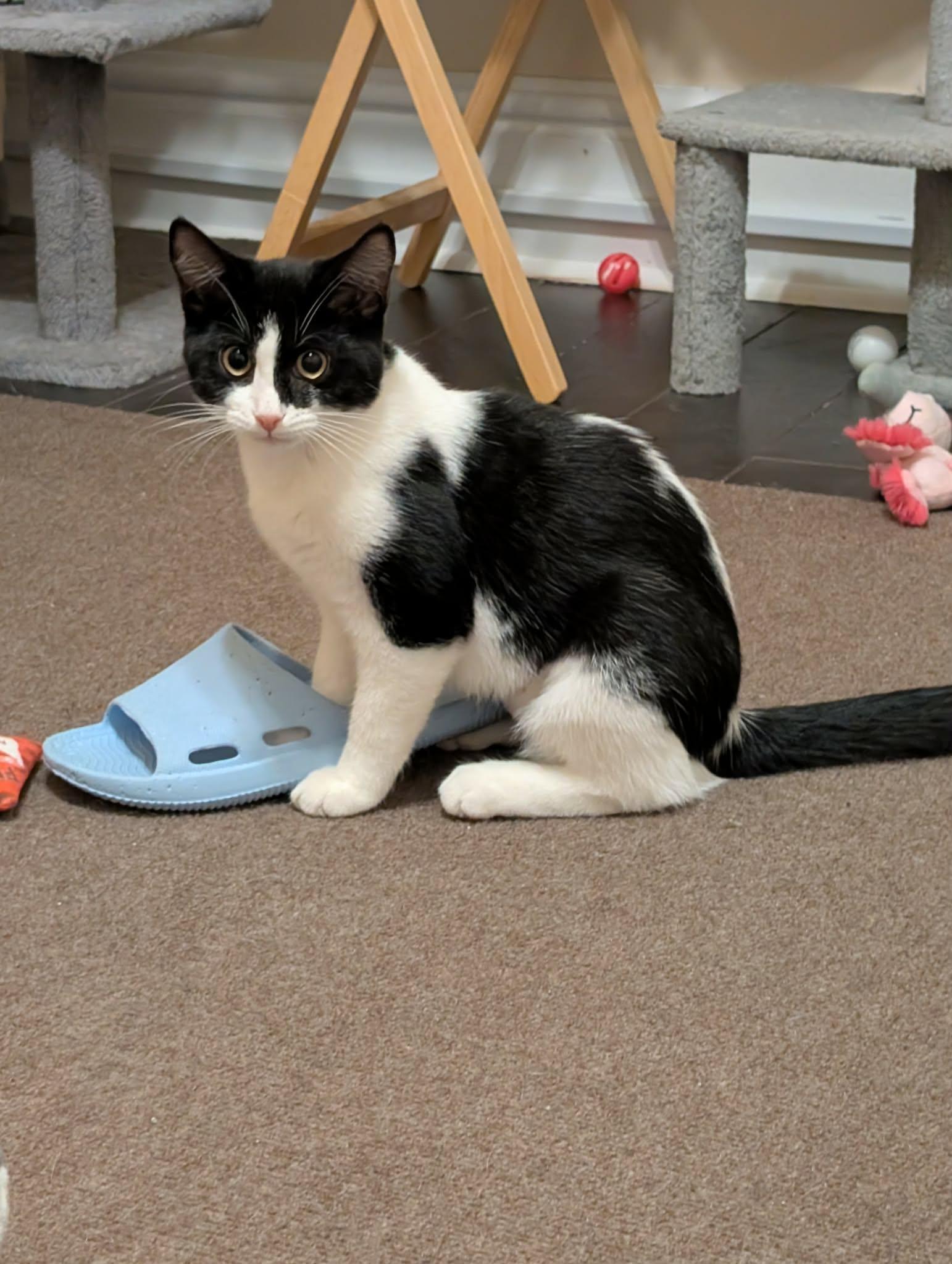 Enlarge SQUIGGLES, a Adopted Domestic Short Hair in Tillsonburg, ON image 1/6