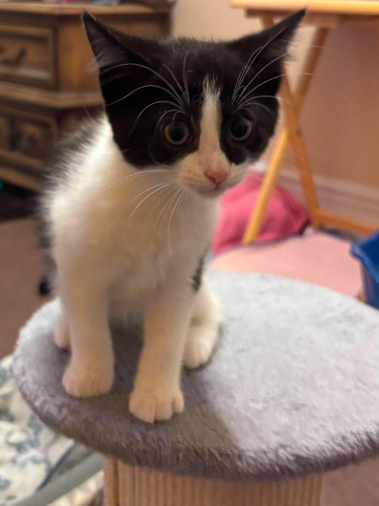 Enlarge SQUIGGLES, a Adoptable Domestic Short Hair in Tillsonburg, ON image 3/6
