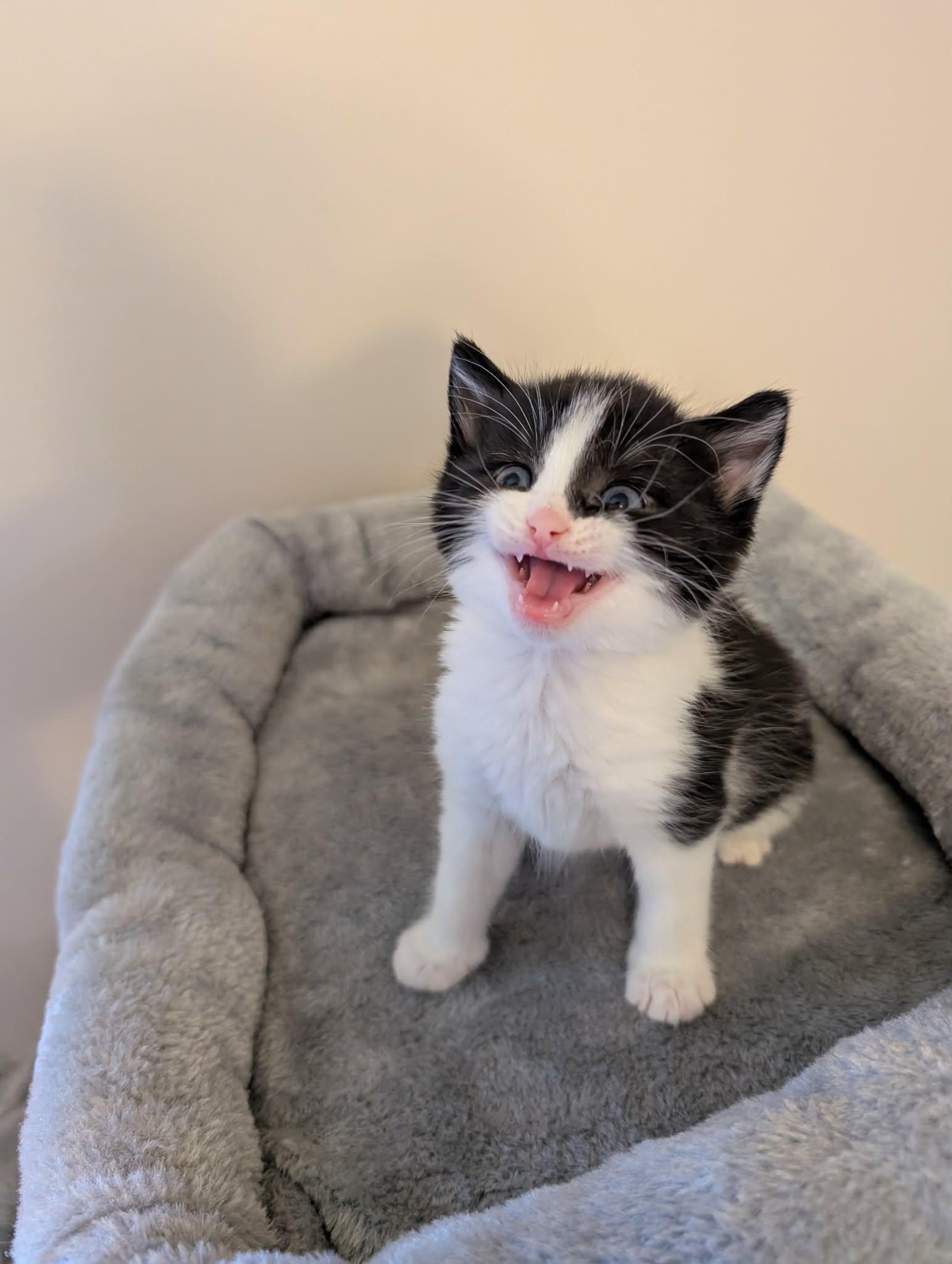 Enlarge SQUIGGLES, a Adoptable Domestic Short Hair in Tillsonburg, ON image 5/6