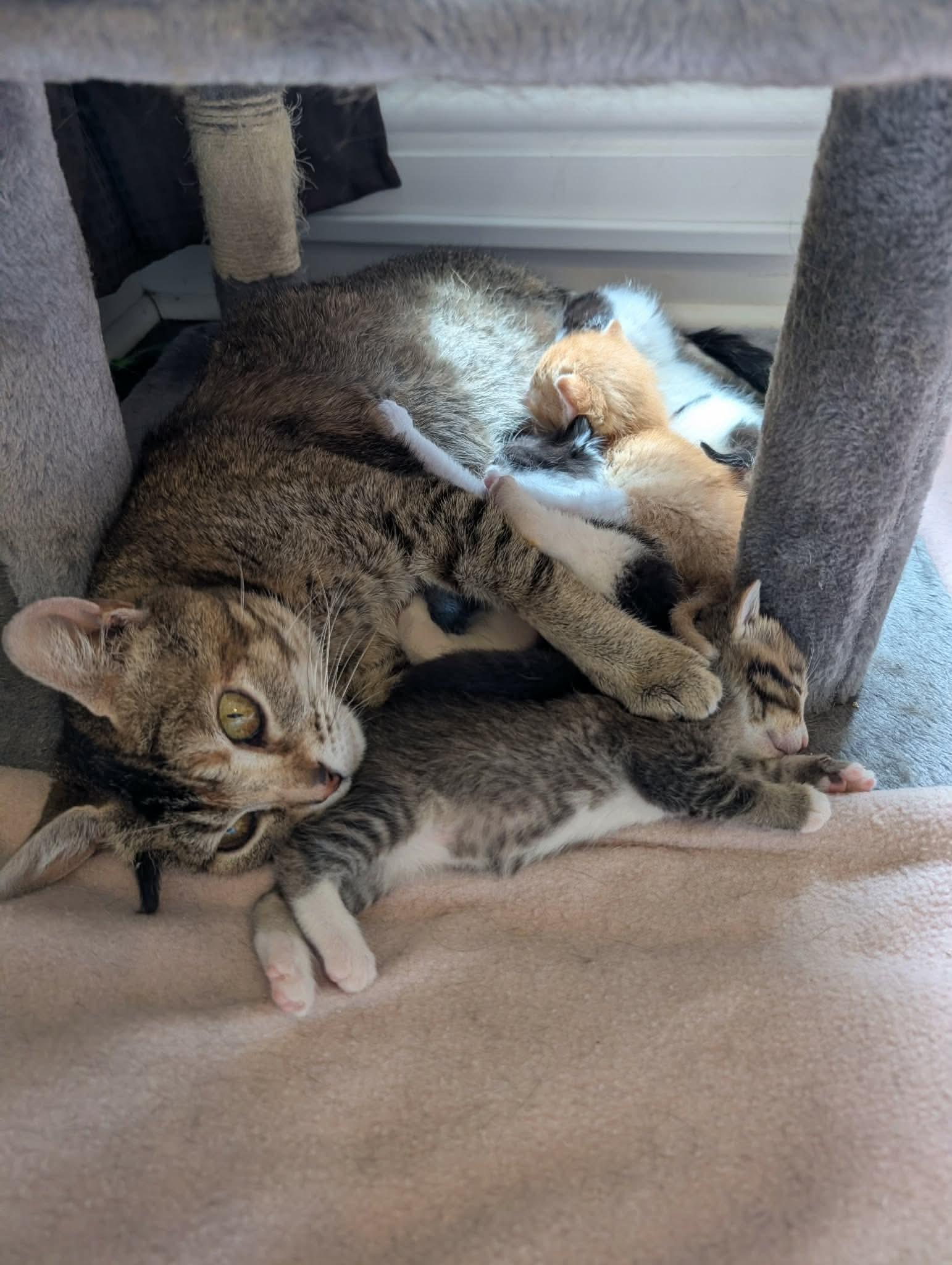 Enlarge SQUIGGLES, a Adoptable Domestic Short Hair in Tillsonburg, ON image 6/6