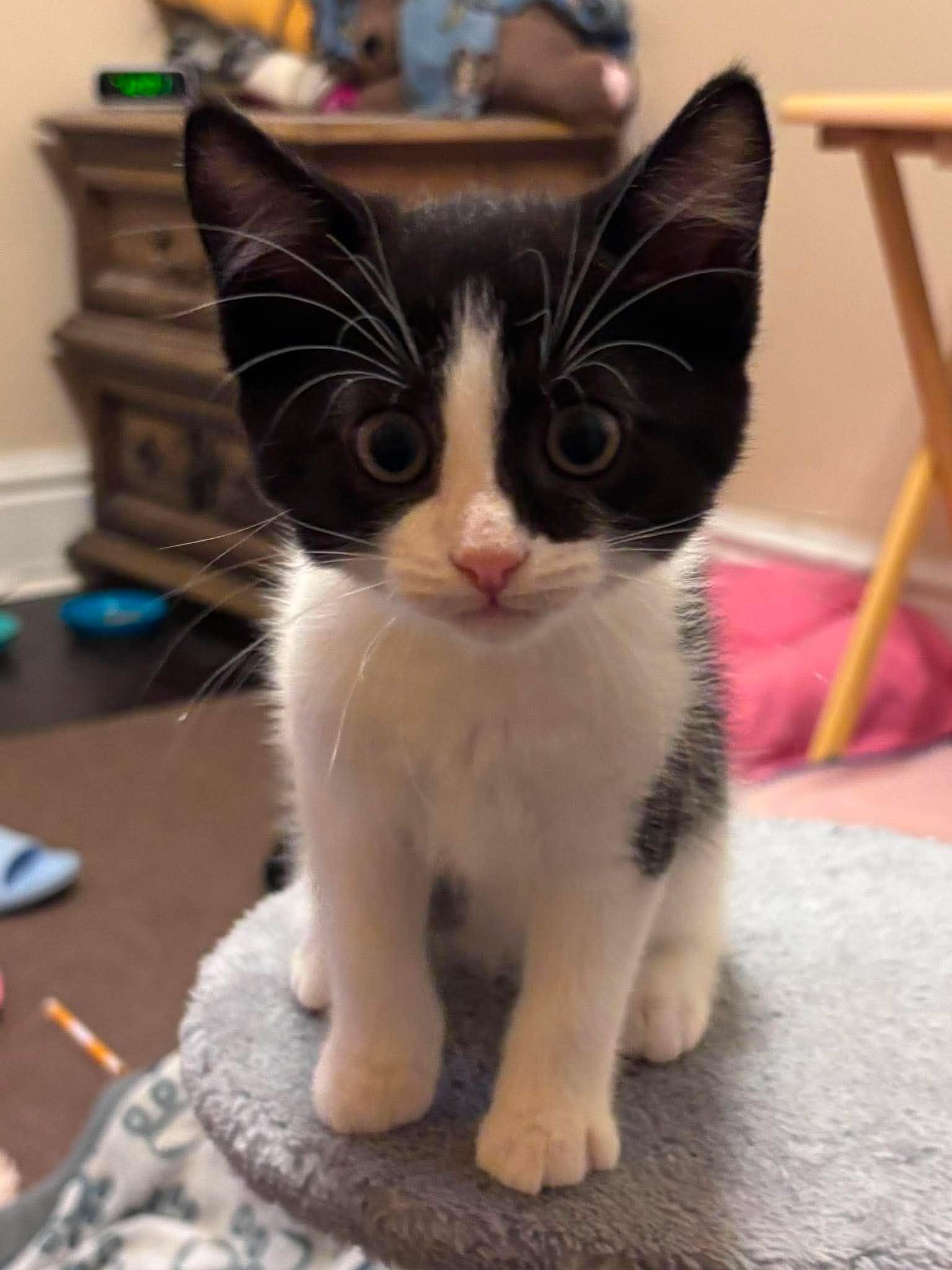 Enlarge SQUIGGLES, a Adoptable Domestic Short Hair in Tillsonburg, ON image 1/6