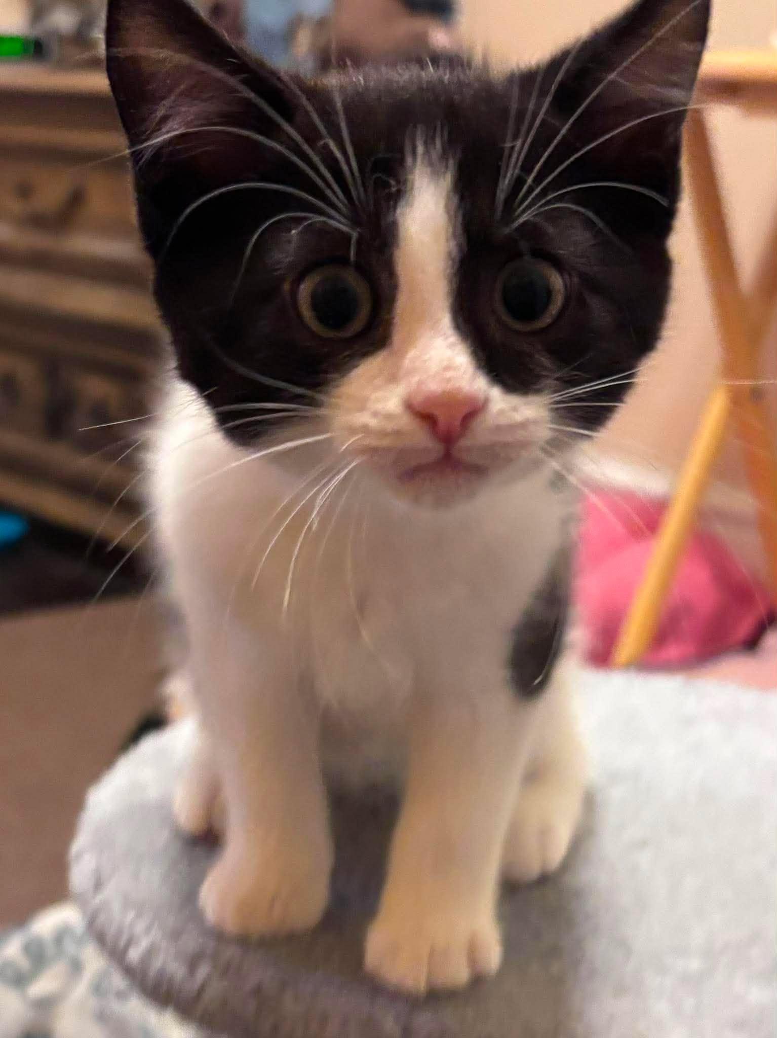 Enlarge SQUIGGLES, a Adoptable Domestic Short Hair in Tillsonburg, ON image 2/6
