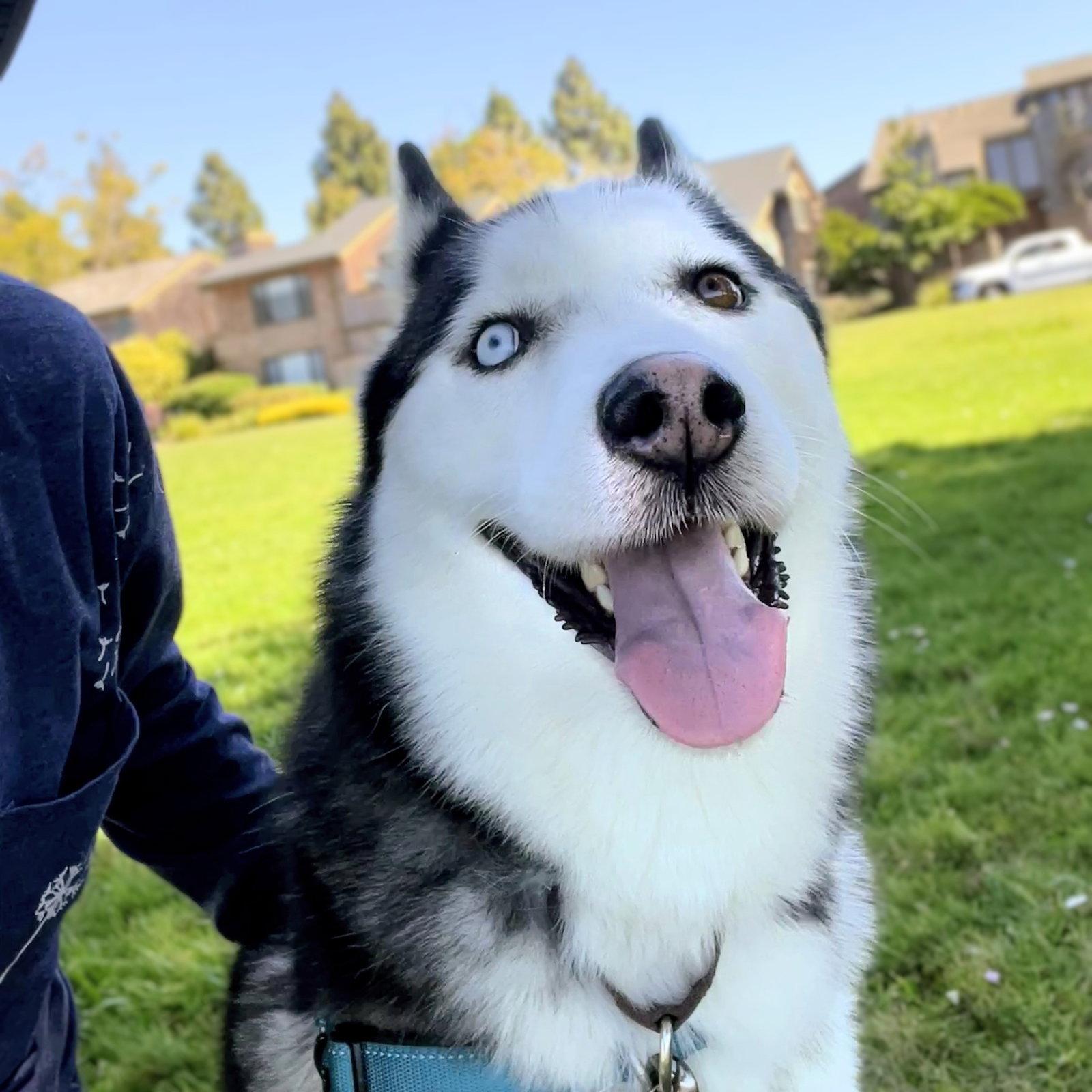 Tony, Adoptable, Adult Male Siberian Husky.