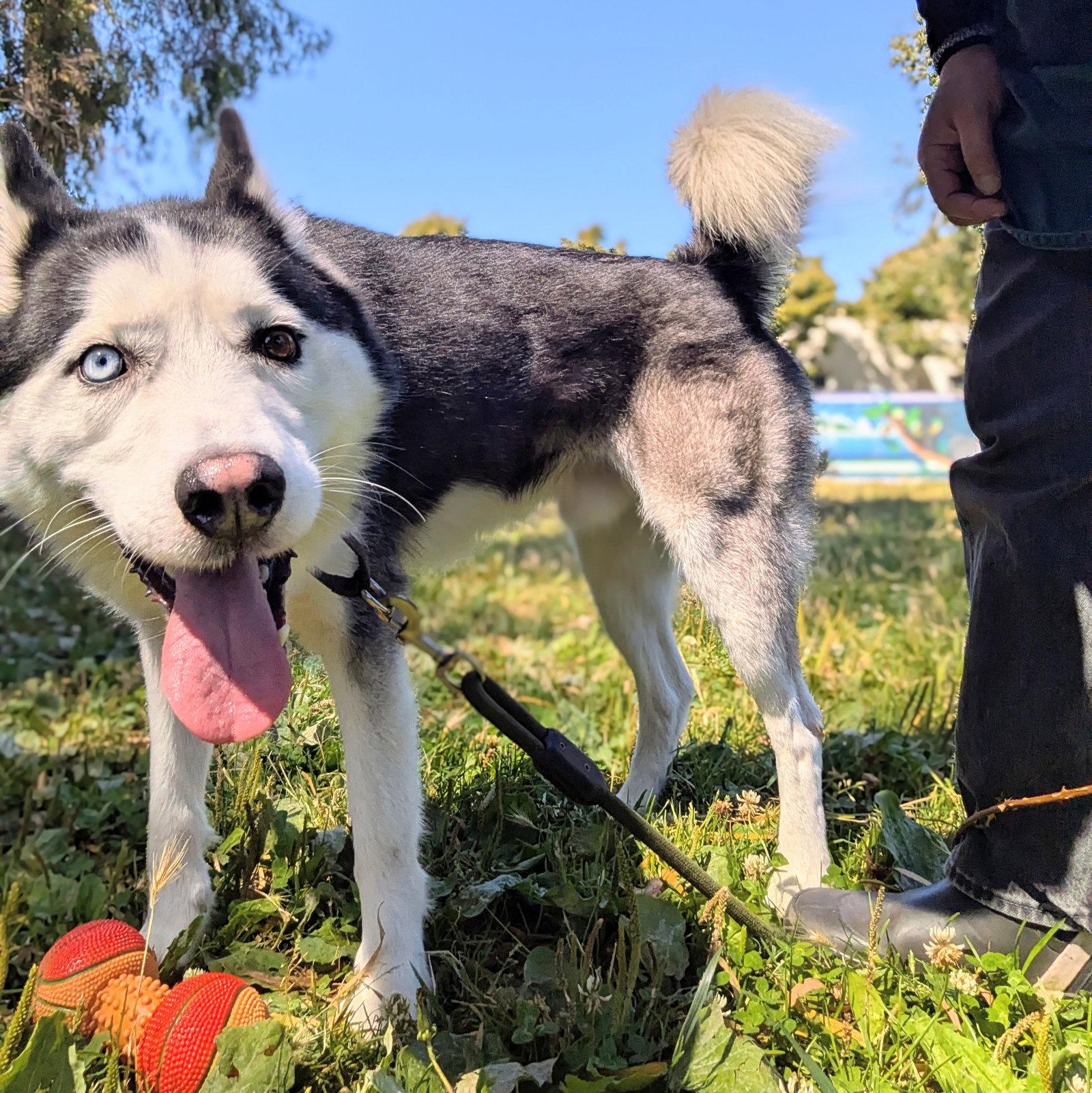Enlarge Tony, a Adoptable Siberian Husky in Oakland, CA image 2/3