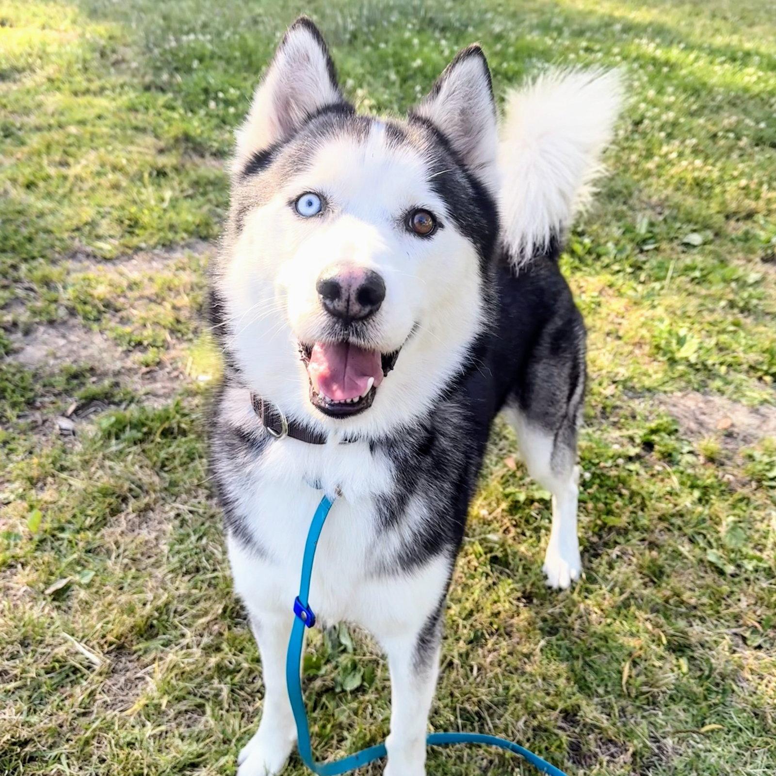 Tony, Adoptable, Adult Male Siberian Husky.