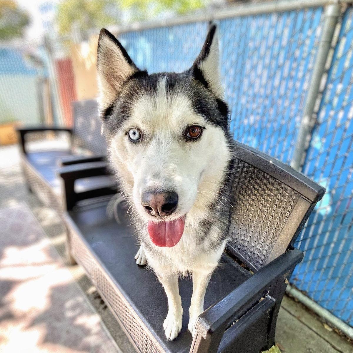 Enlarge Tony, a Adoptable Siberian Husky in Oakland, CA image 2/3