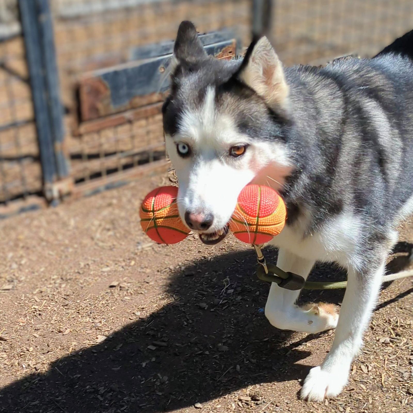 Enlarge Tony, a Adoptable Siberian Husky in Oakland, CA image 3/3