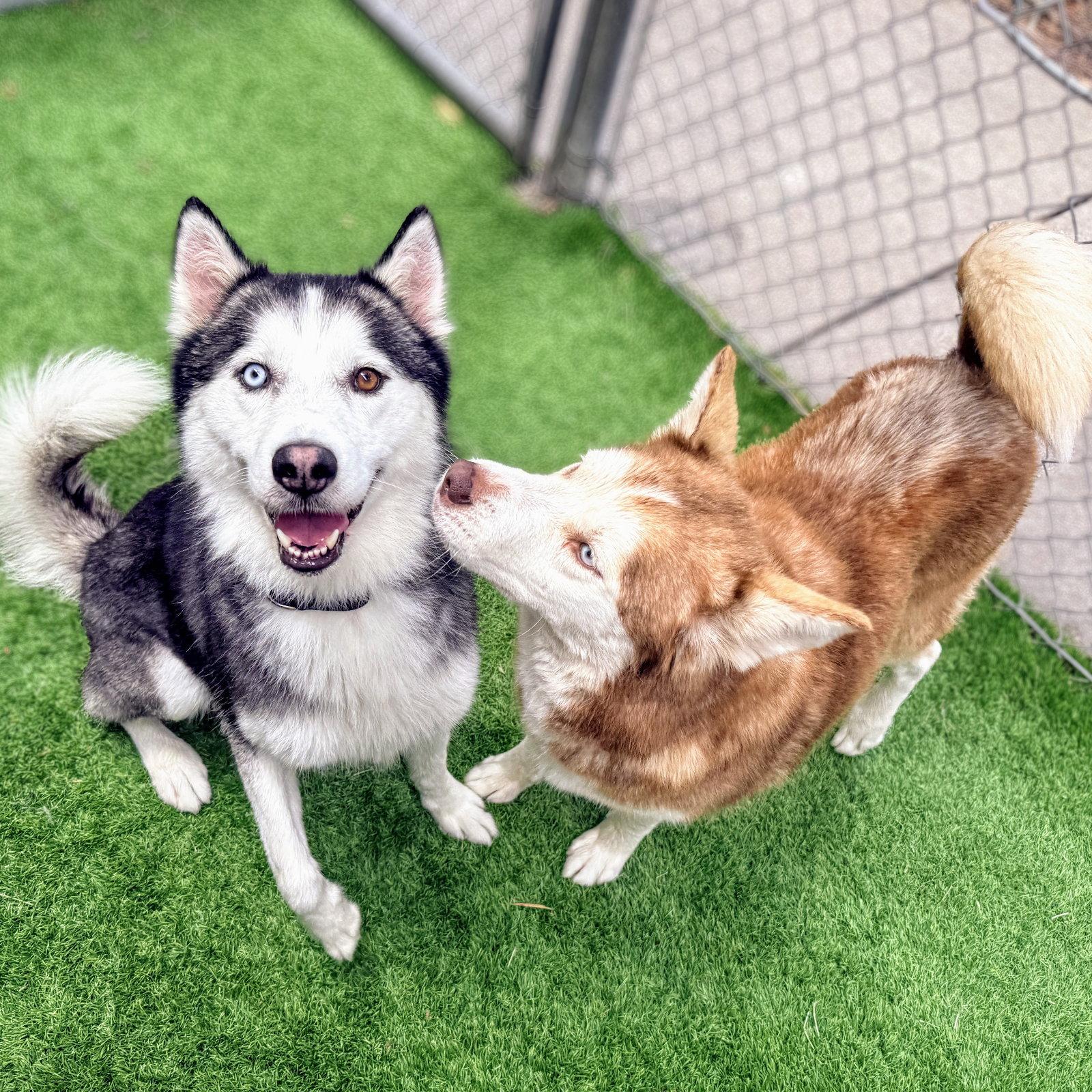 Enlarge Tony, a Adoptable Siberian Husky in Oakland, CA image 3/3
