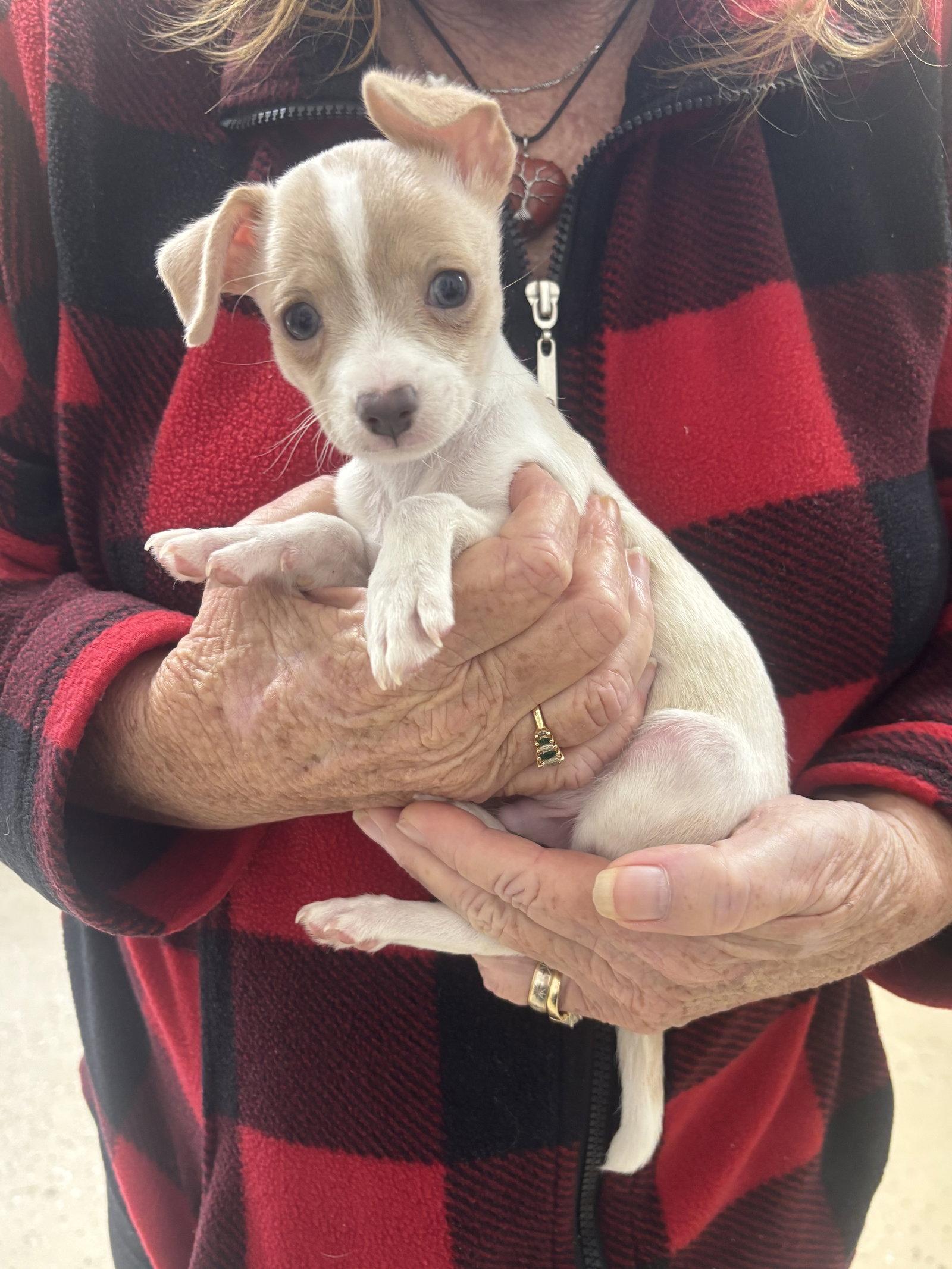 Enlarge Jasper, a Adoptable mixed breed in York, SC image 1/3
