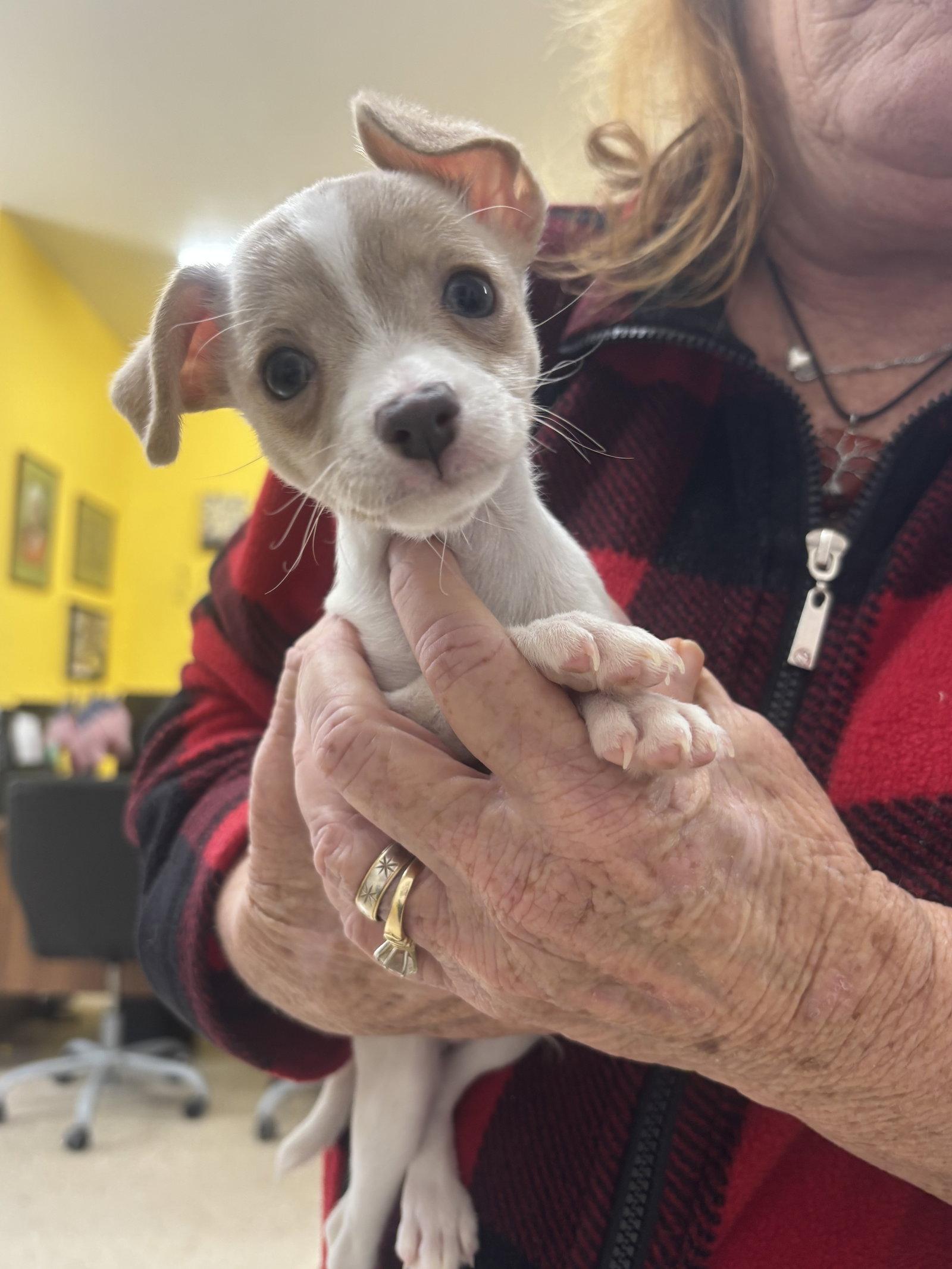 Enlarge Jasper, a Adoptable mixed breed in York, SC image 2/3