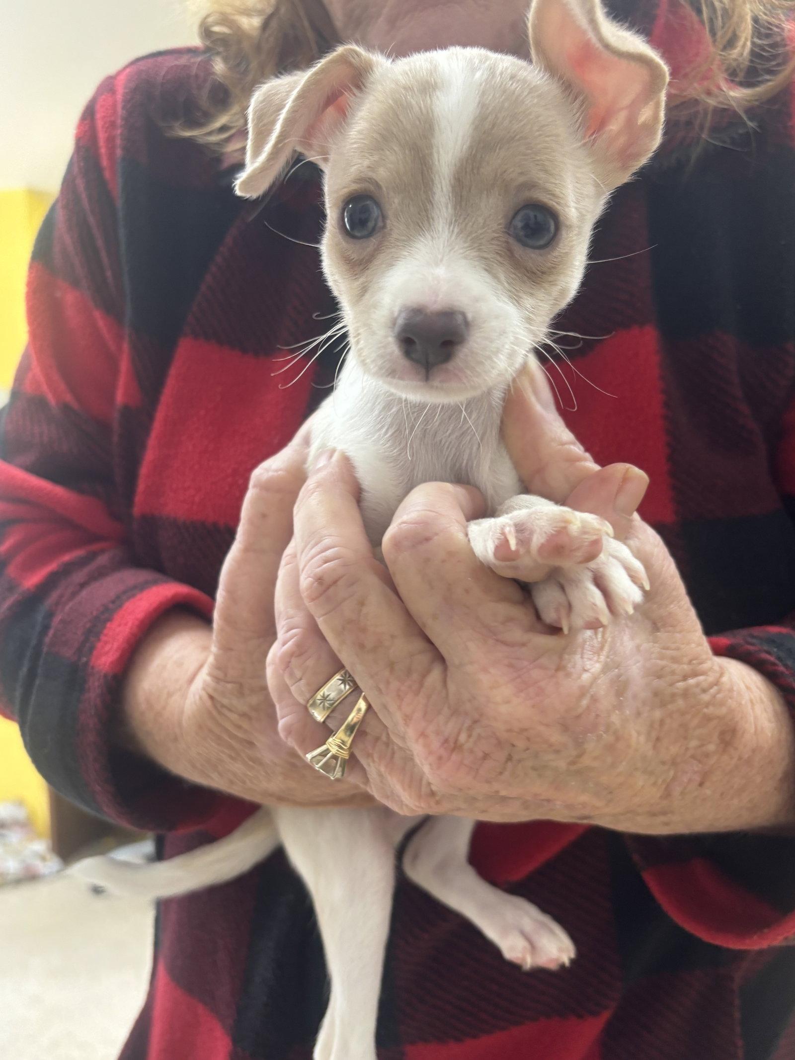 Enlarge Jasper, a Adoptable mixed breed in York, SC image 3/3