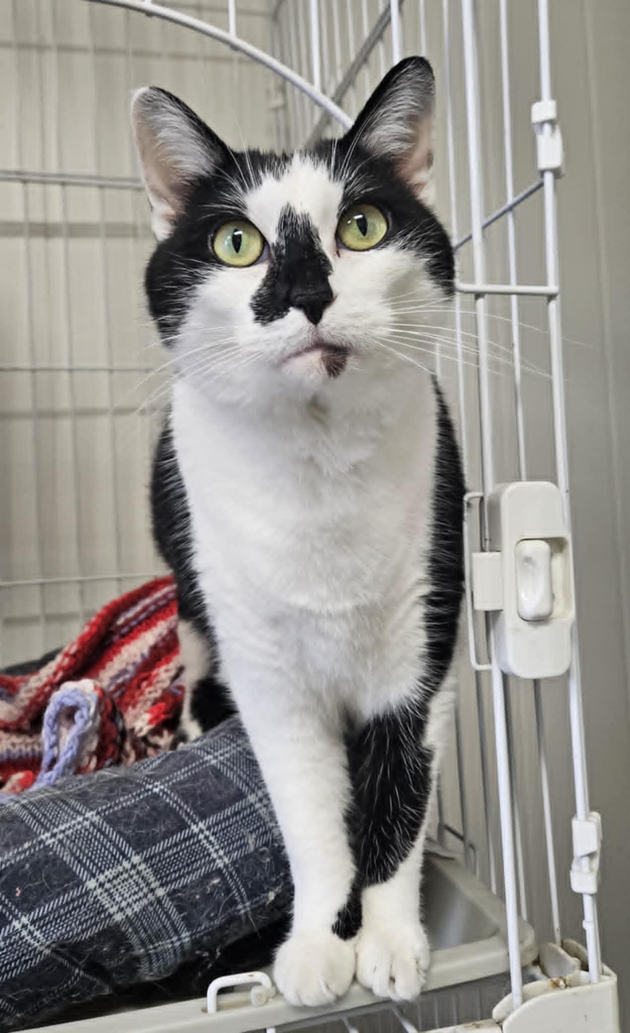 Diamond, Adult Female Domestic Short Hair