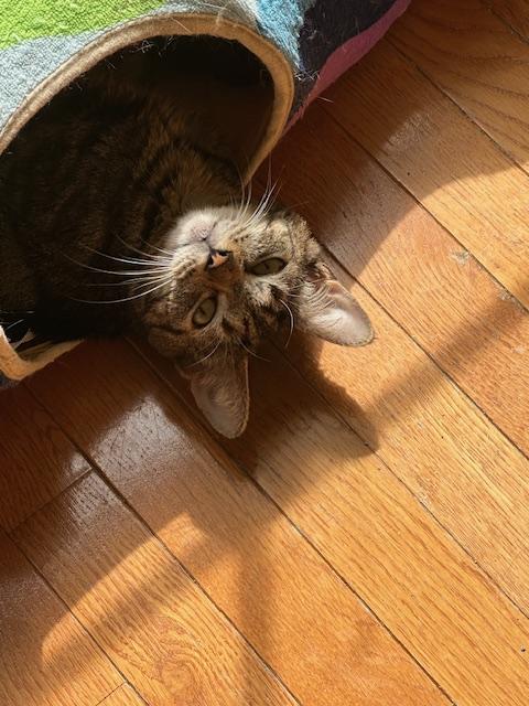 Blossom, Adoptable, Young Female Domestic Short Hair.