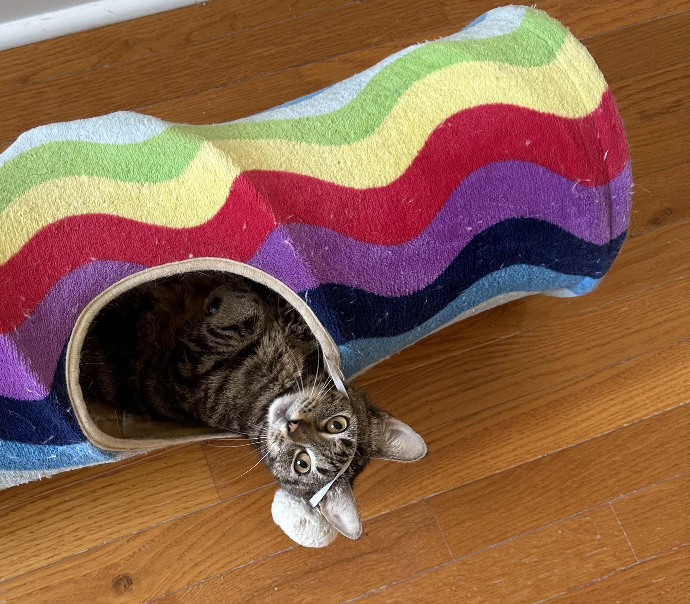 Enlarge Blossom, a Adoptable Domestic Short Hair in Davidson, NC image 2/3