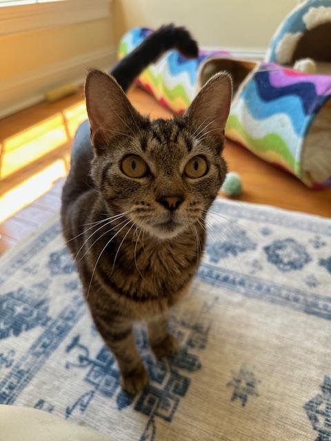 Enlarge Blossom, a Adoptable Domestic Short Hair in Davidson, NC image 3/3