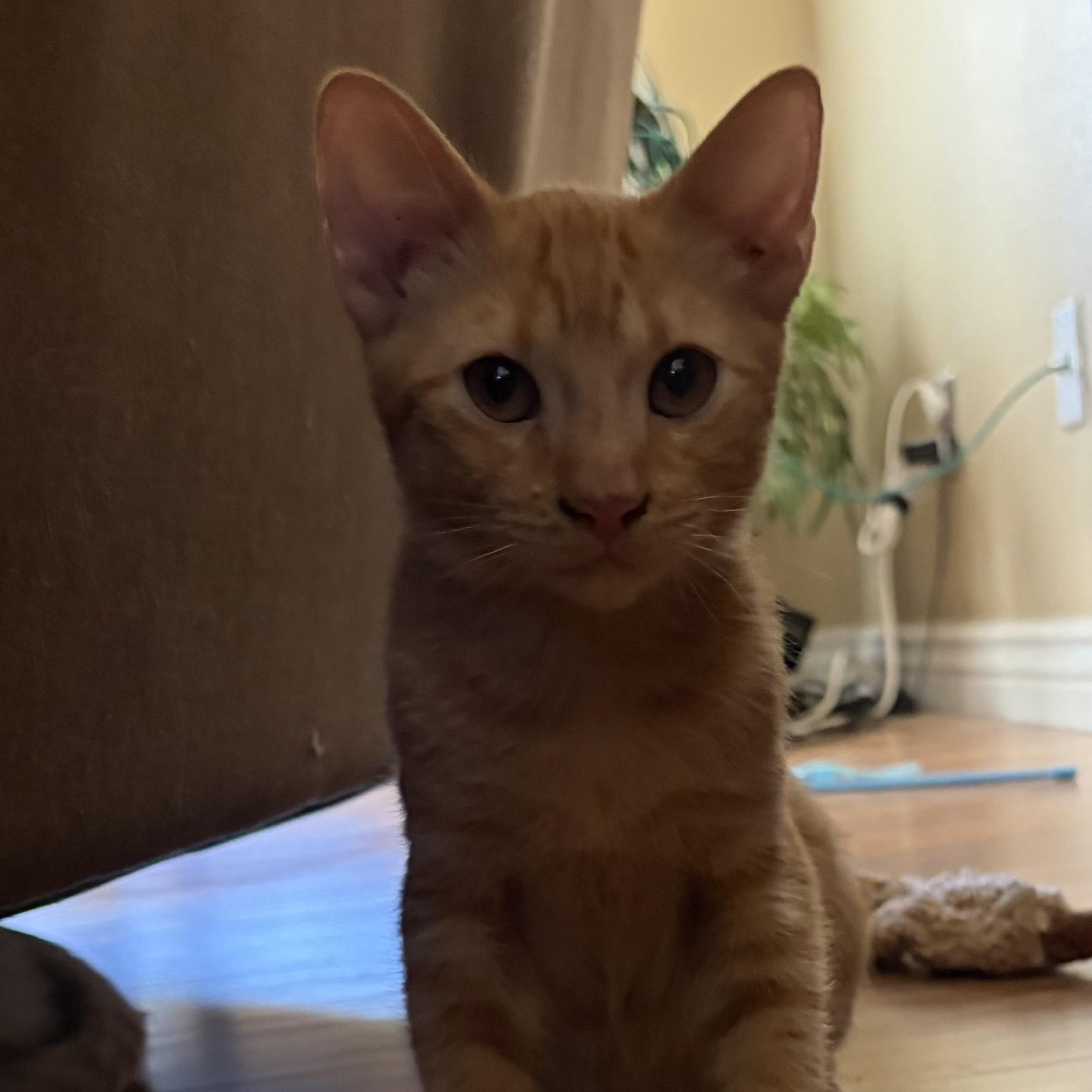 Enlarge Milo, a Adoptable mixed breed in Phoenix, AZ image 2/3