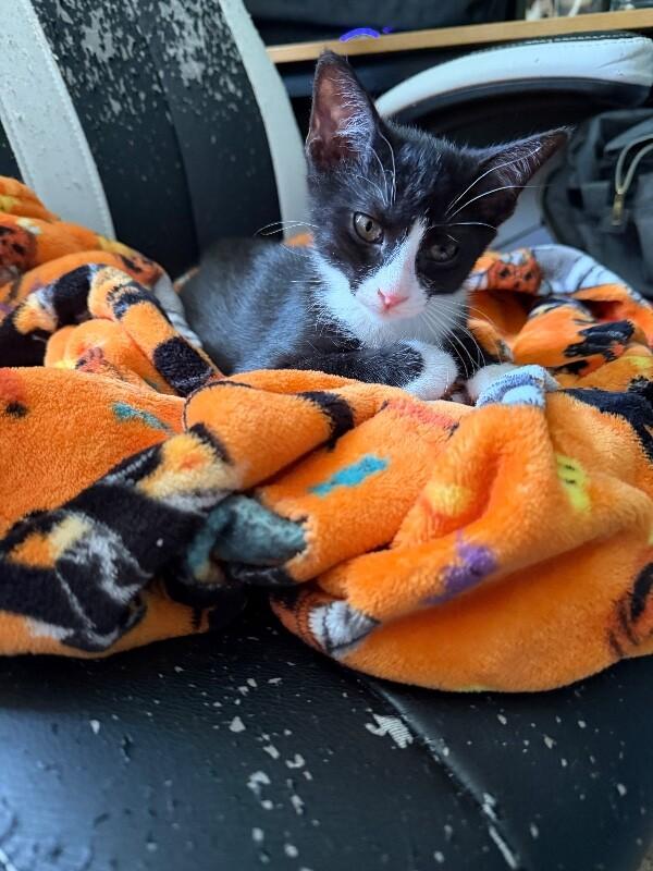 Mackerel, Adoptable, Young Male Domestic Medium Hair.